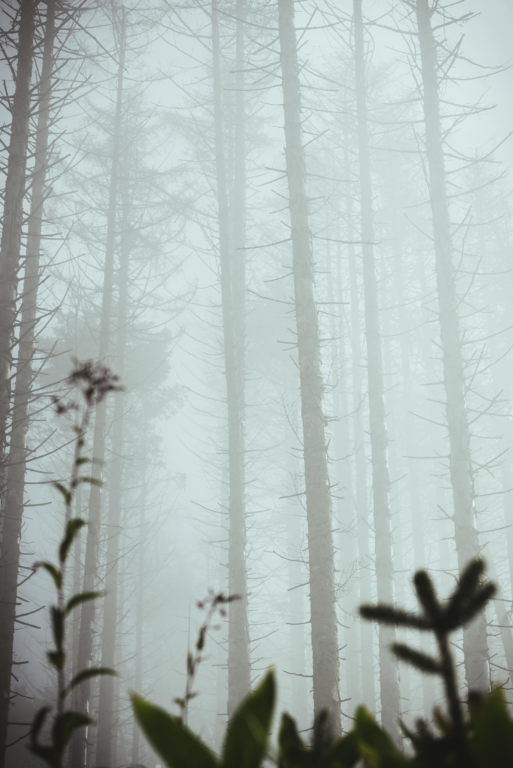 Temple of Silence - My, Fog, Nature, Forest, Yuzhno-Sakhalinsk, Mountain air, The sun, Morning, Space, Silence, Contemplation, Longpost