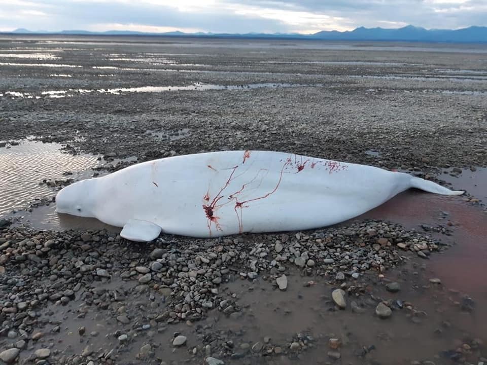 An employee of the Ministry of Emergency Situations carried out a successful operation to rescue three beluga whales in the Khabarovsk Territory - My, Khabarovsk region, Ministry of Emergency Situations, Animal Rescue, Positive, Beluga whales