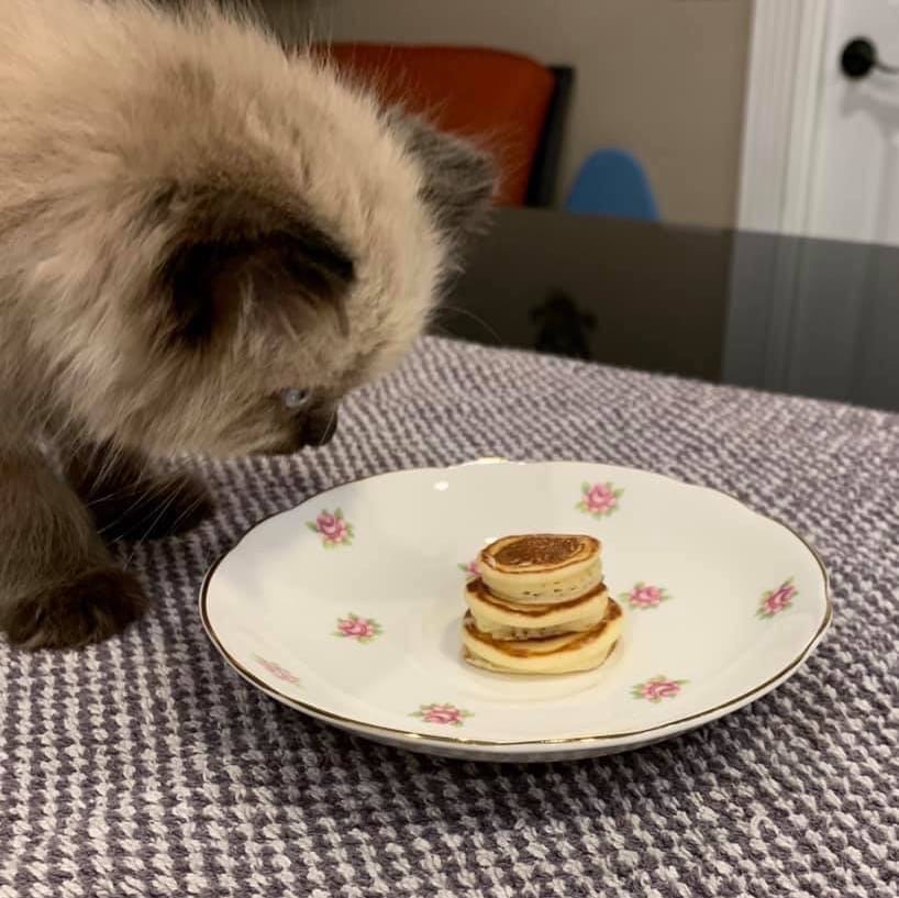 She had a hard day, so they baked her favorite pancakes - cat, Pancakes, The photo, Longpost