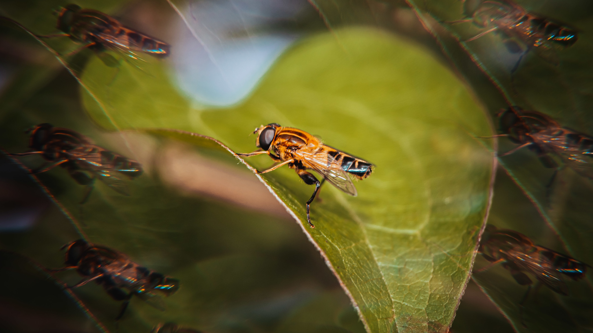 Experiments with a filter from Aliexpress - My, The photo, Macro photography, Insects, Муха, Wasp, Nature, Longpost