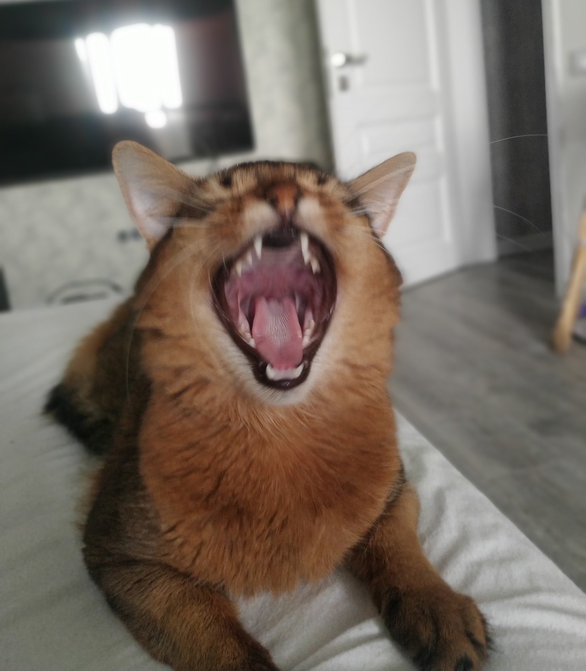 Hear my roar! - My, cat, Somalia, Somali cat