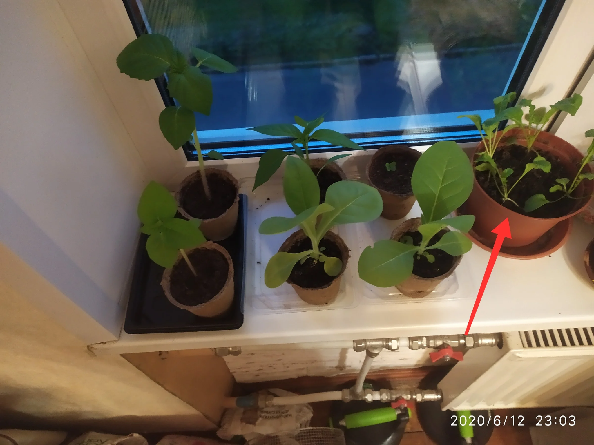 Growing spicy arugula on the windowsill - My, Growing, Arugula, Idea for home, Vegetable garden on the windowsill, Houseplants, Greenery, Greenery on the windowsill, Fertilizers, Gardening, Longpost