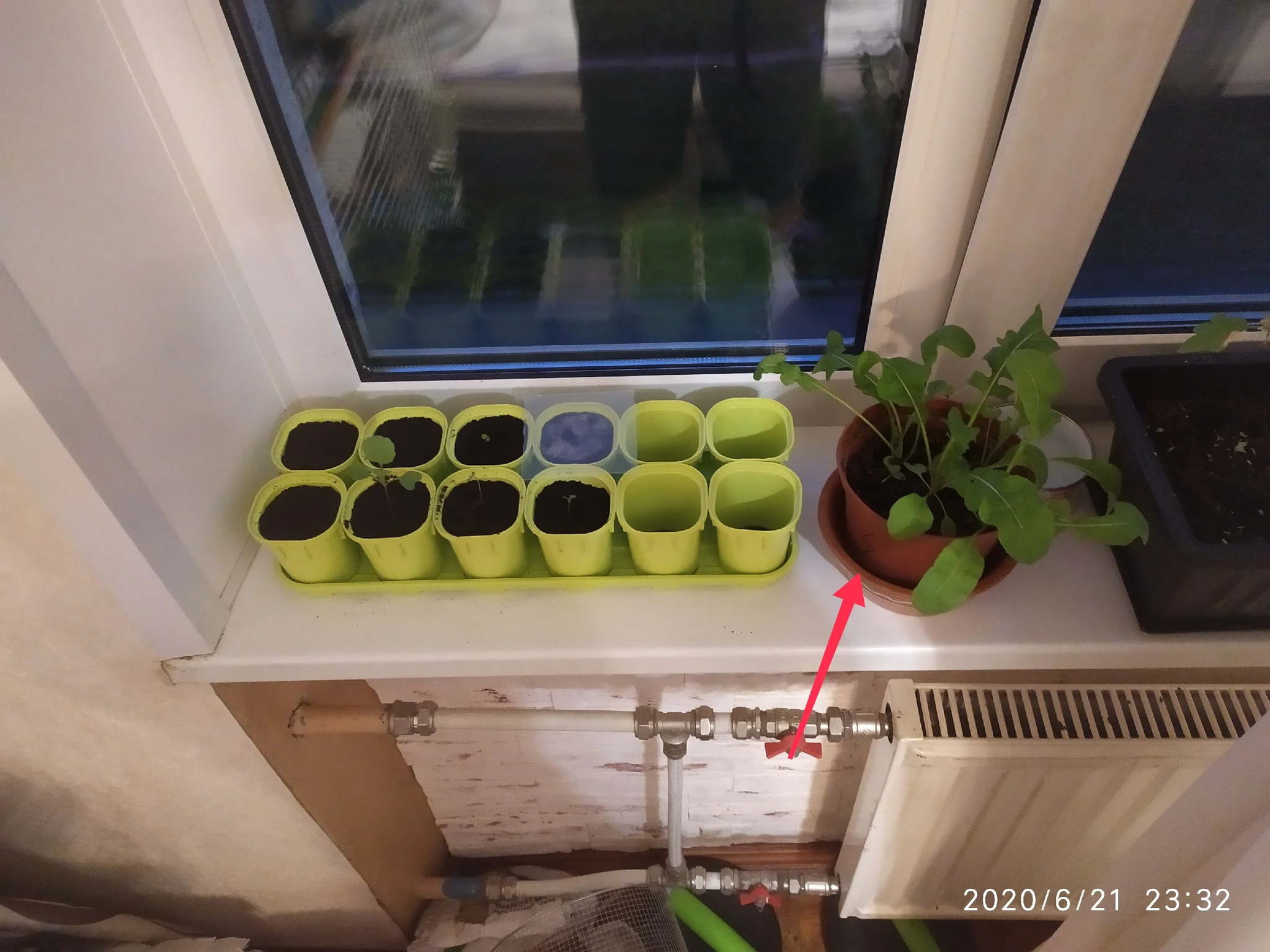 Growing spicy arugula on the windowsill - My, Growing, Arugula, Idea for home, Vegetable garden on the windowsill, Houseplants, Greenery, Greenery on the windowsill, Fertilizers, Gardening, Longpost