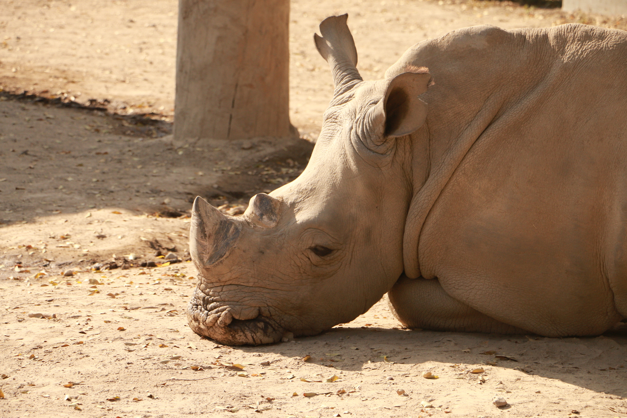 Universal melancholy - My, Yearning, The photo, Rhinoceros, Wild animals