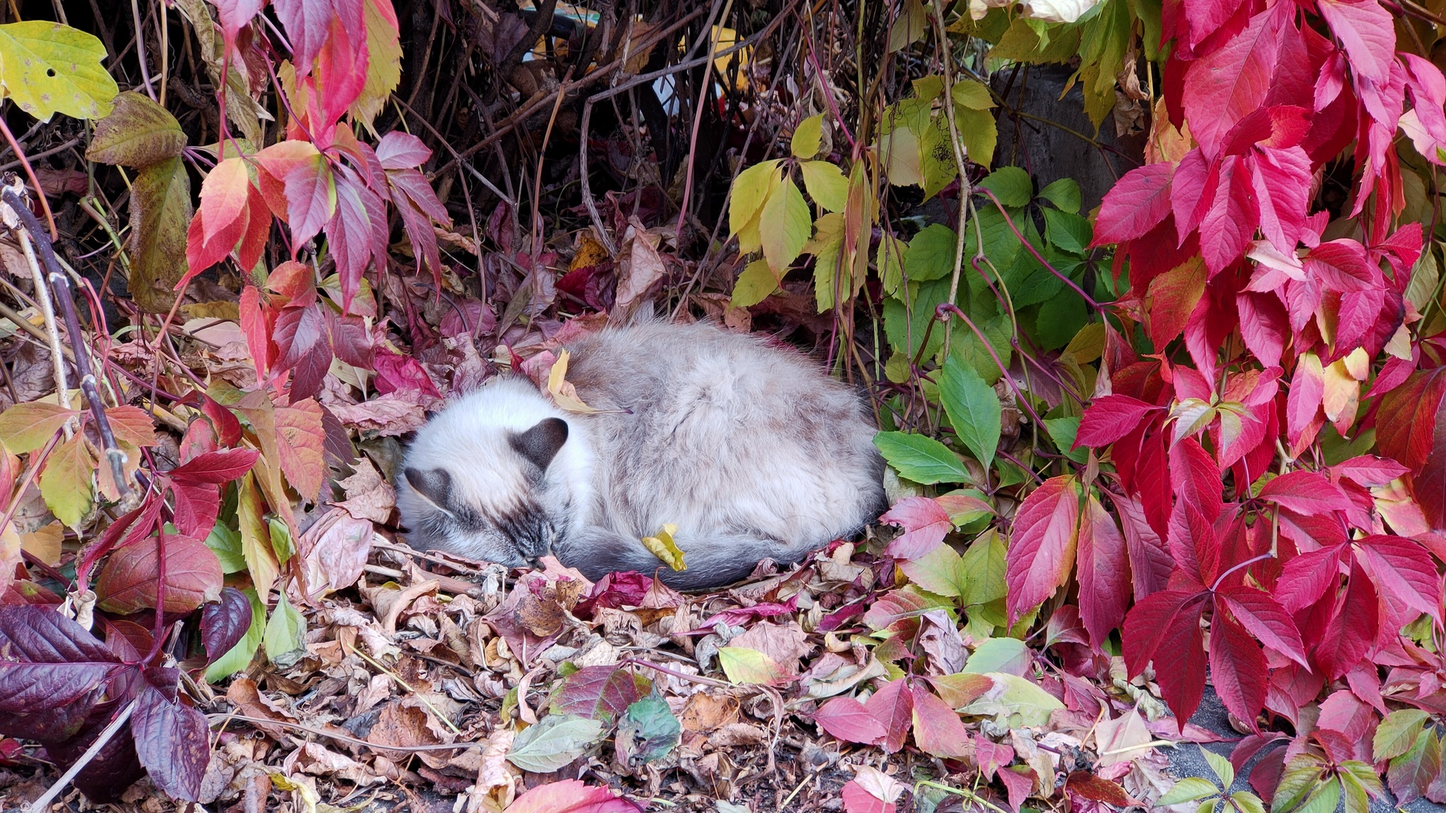 Autumn cat - My, cat, Autumn, Podolsk, Autumn leaves