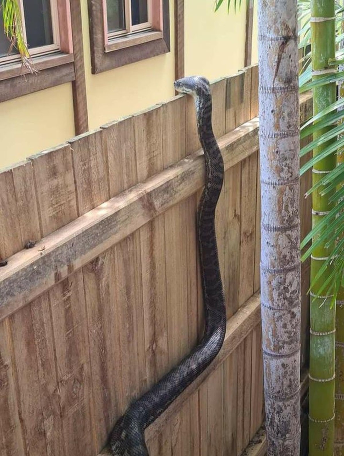 Shouldn't we come and visit? - Snake, Fence, Animals, Wild animals