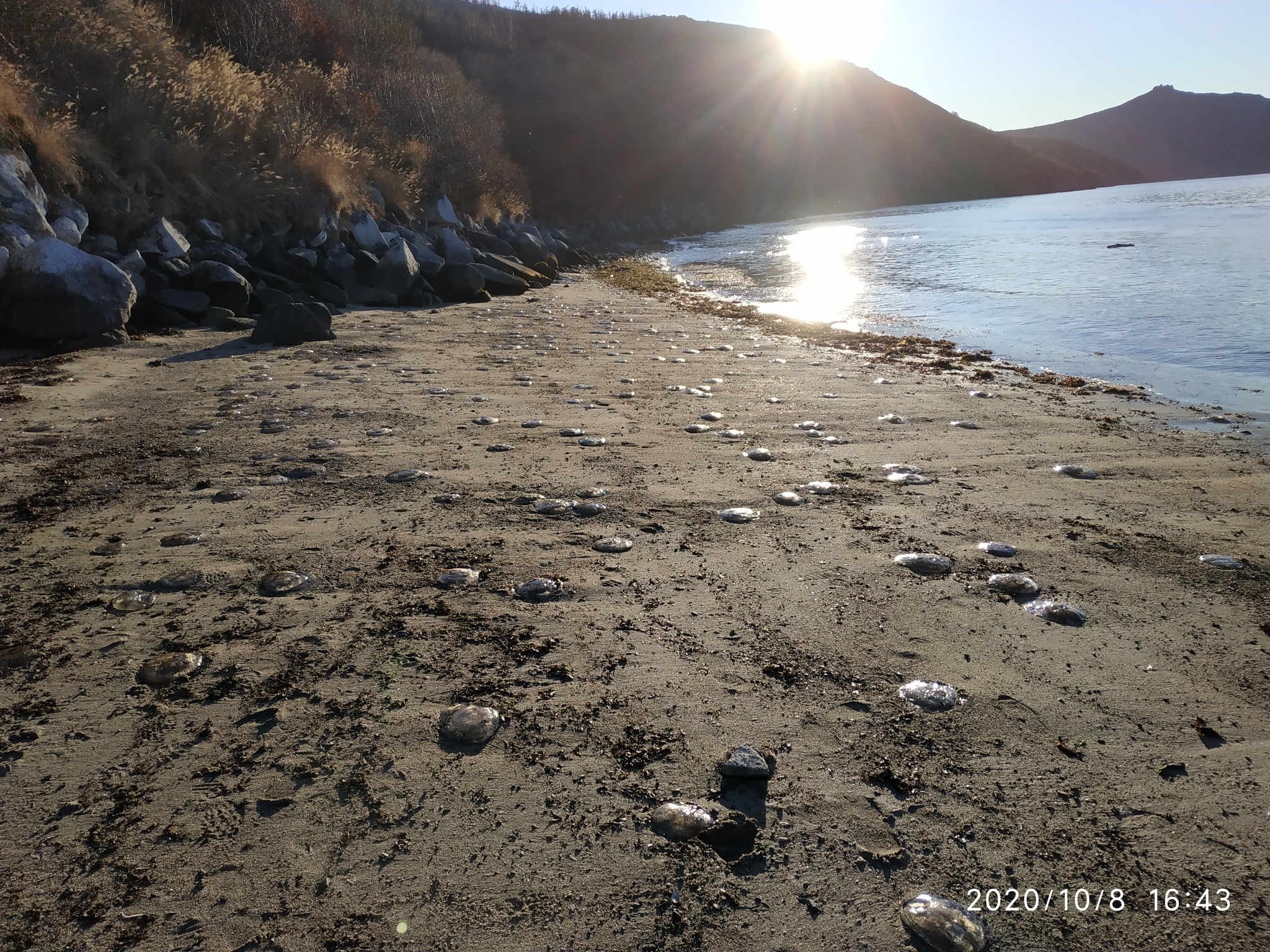 Медузы эволюционировали и вышли из воды - Моё, Охотское море, Магадан, Россия, Морские обитатели, Спасение жизни, Длиннопост