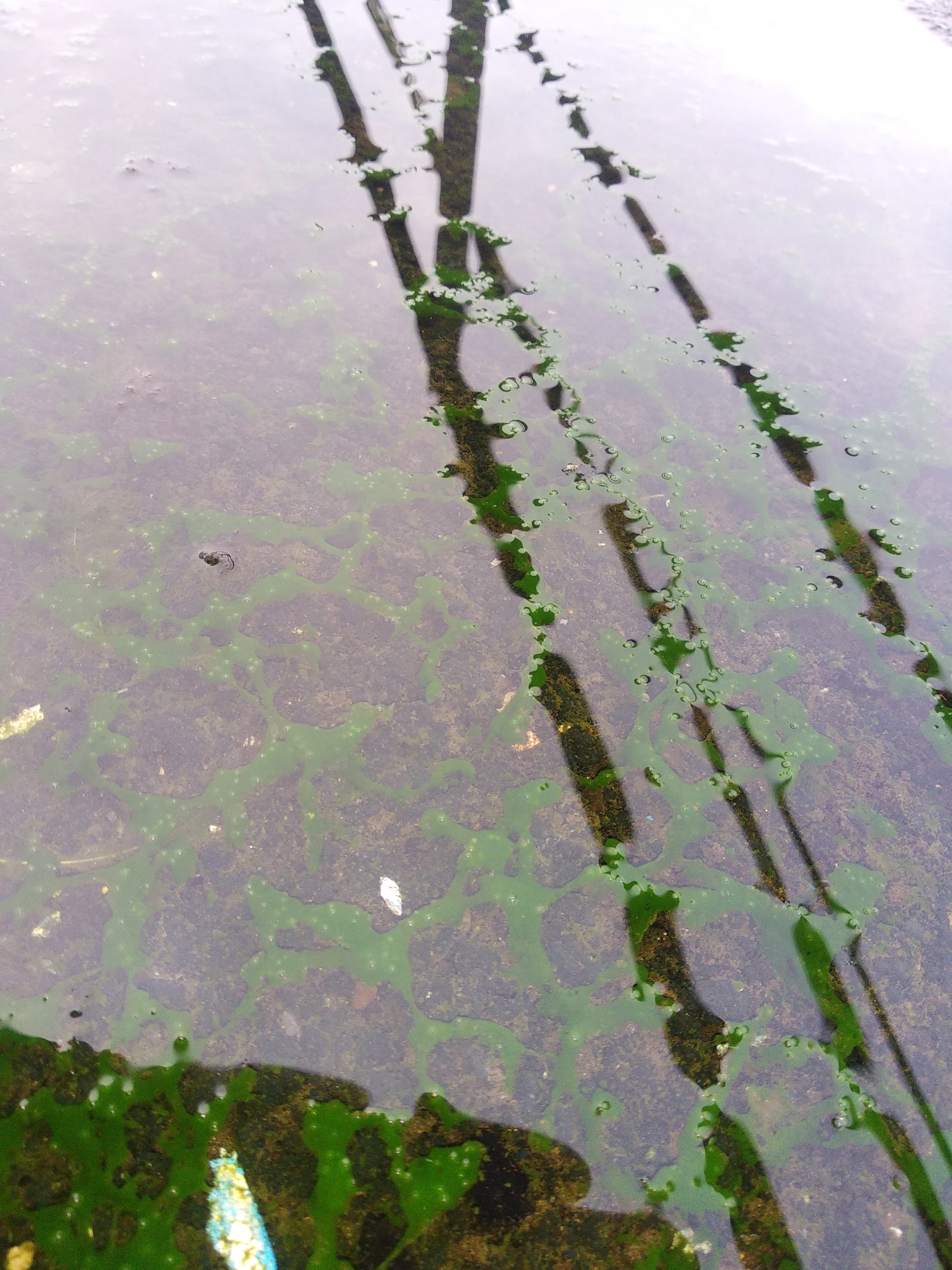 Living roof - My, Nature, Roof, Thoughts, Factory, Philosophy, Moss, Longpost