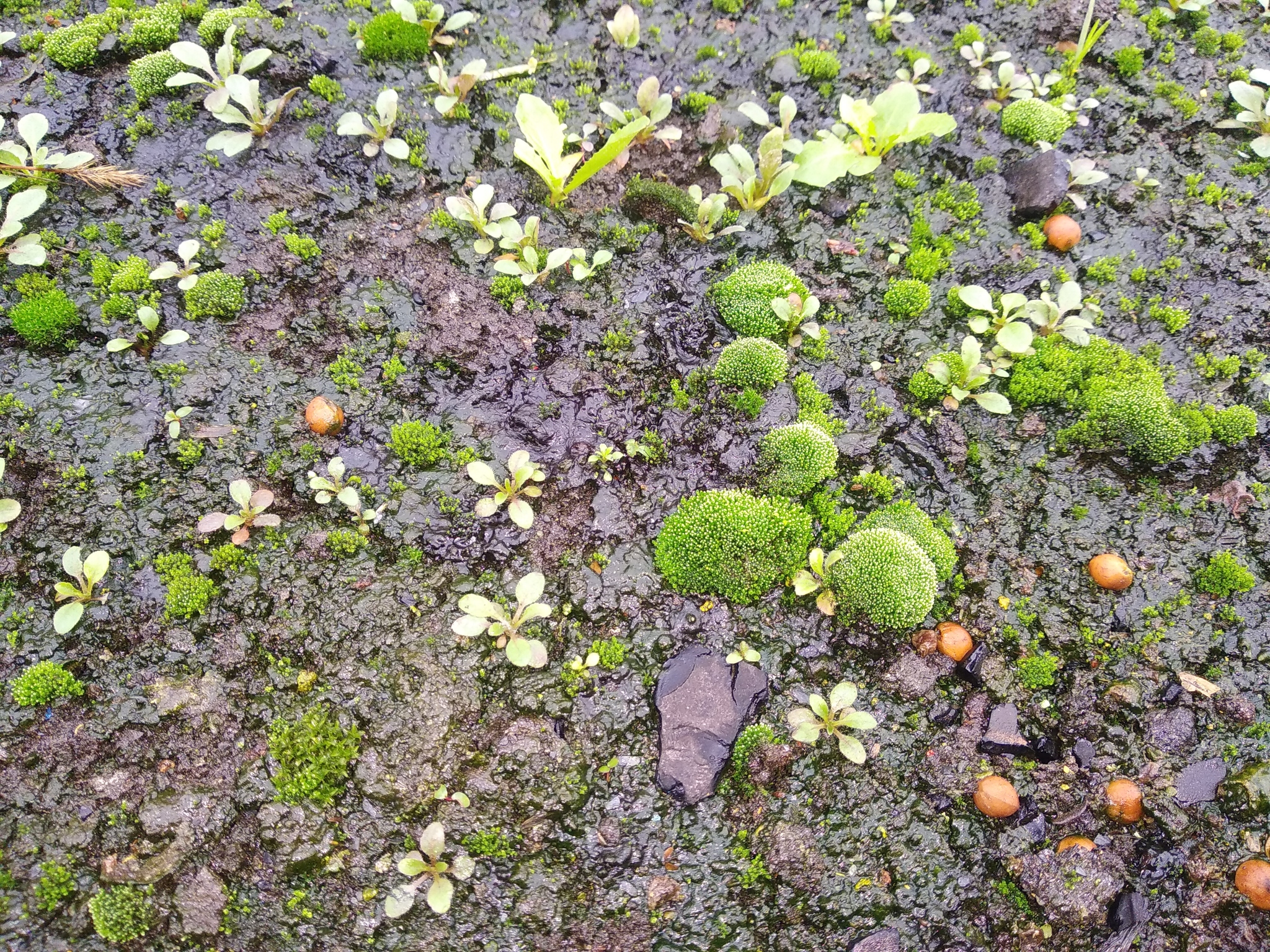 Living roof - My, Nature, Roof, Thoughts, Factory, Philosophy, Moss, Longpost