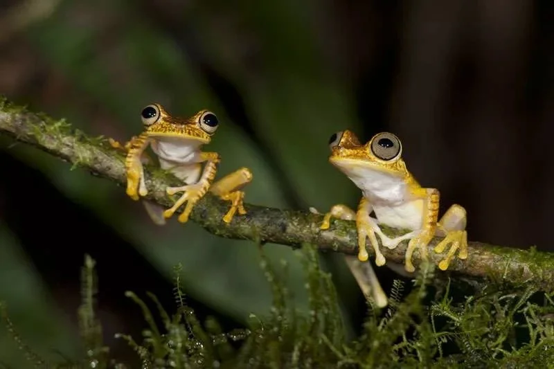 Hemiphractids: Chernobyl monsters are resting, or how other frogs grow from frogs - Frogs, Nature, Longpost, Trypophobia, Yandex Zen