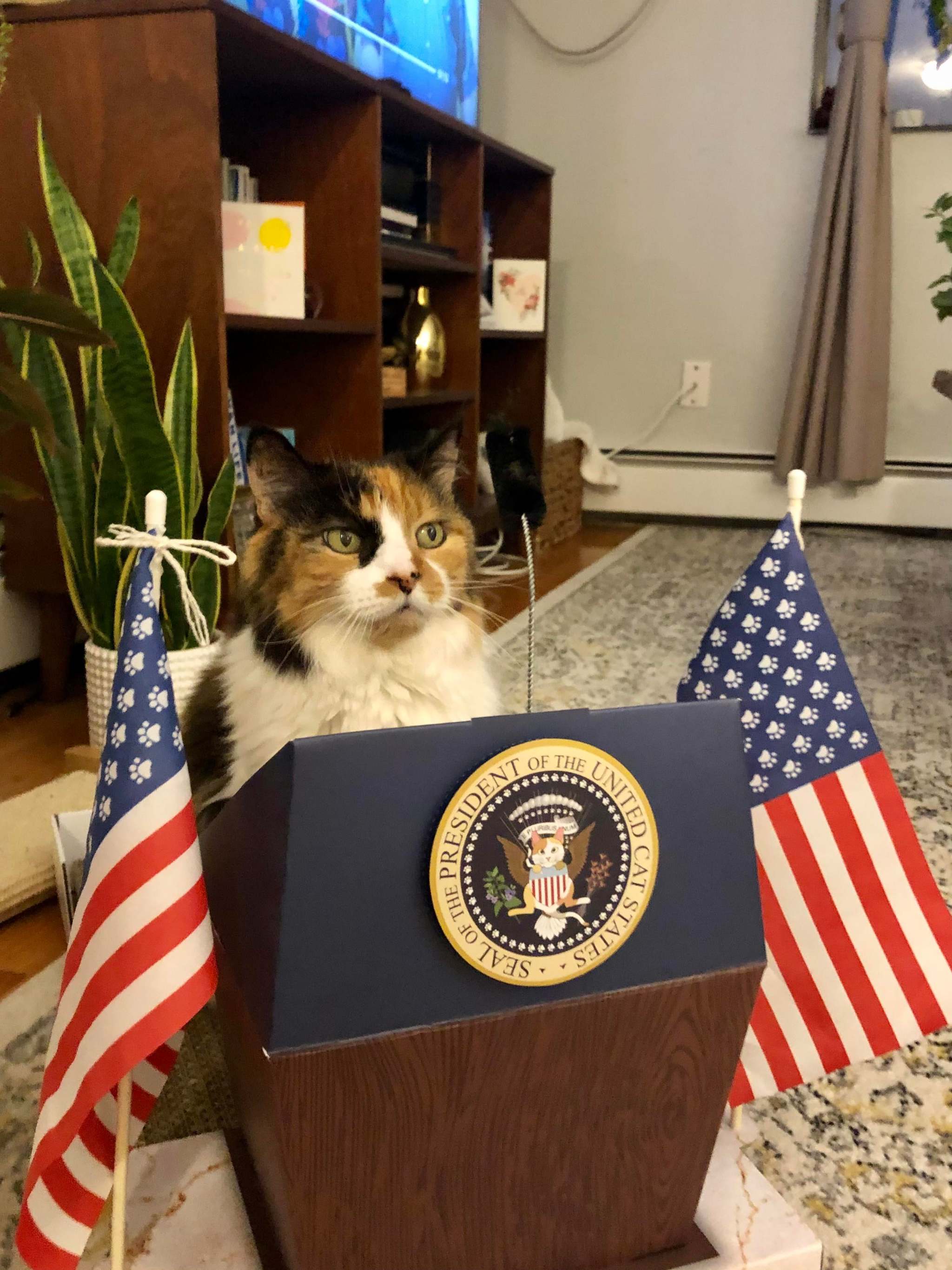 Woman. Colored. Charismatic. For dialogue with dogs. Make America Great Again! - cat, The president, Milota, USA