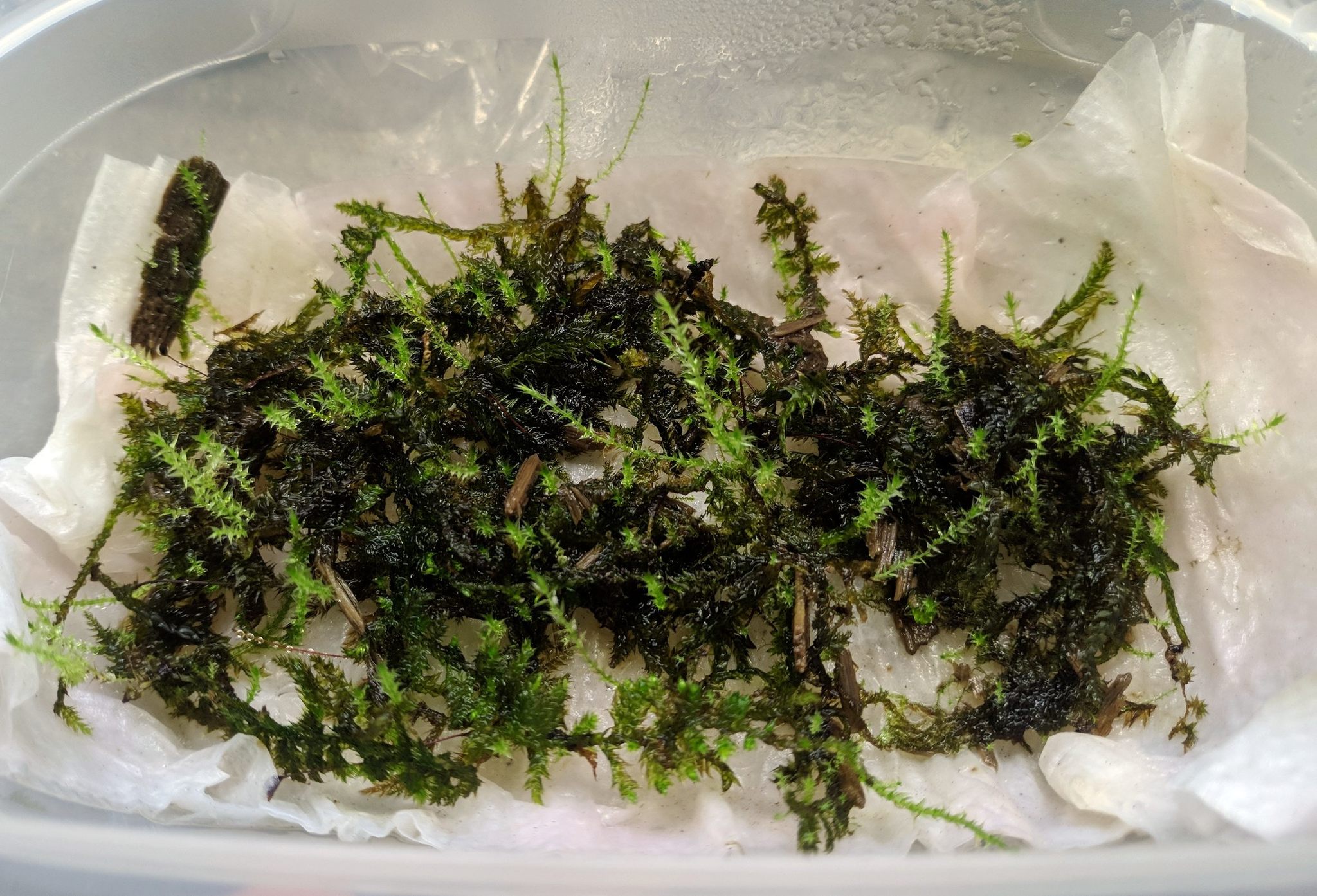 Growing outdoor moss indoors - My, Moss, Unusual, Biology, Live, Greenery, Nature, Botany, Longpost