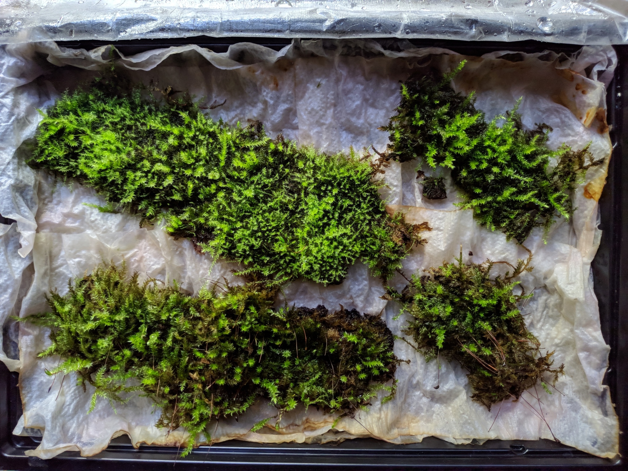 Как вырастить водоросли хогвартс. Съедобный мох для декора. Необычные мхи. Съедобный мох для торта. Уличный мох.