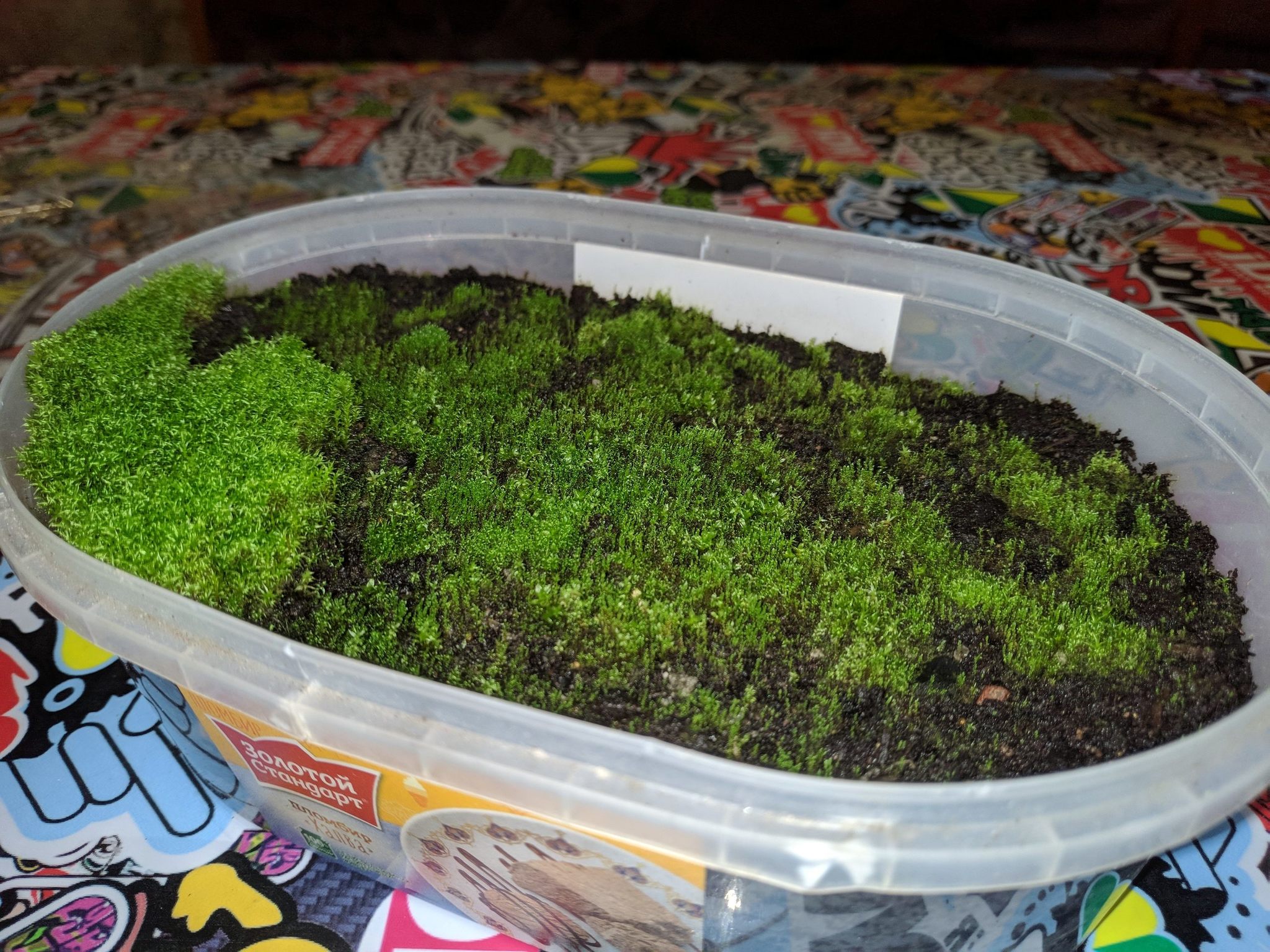 Growing outdoor moss indoors - My, Moss, Unusual, Biology, Live, Greenery, Nature, Botany, Longpost