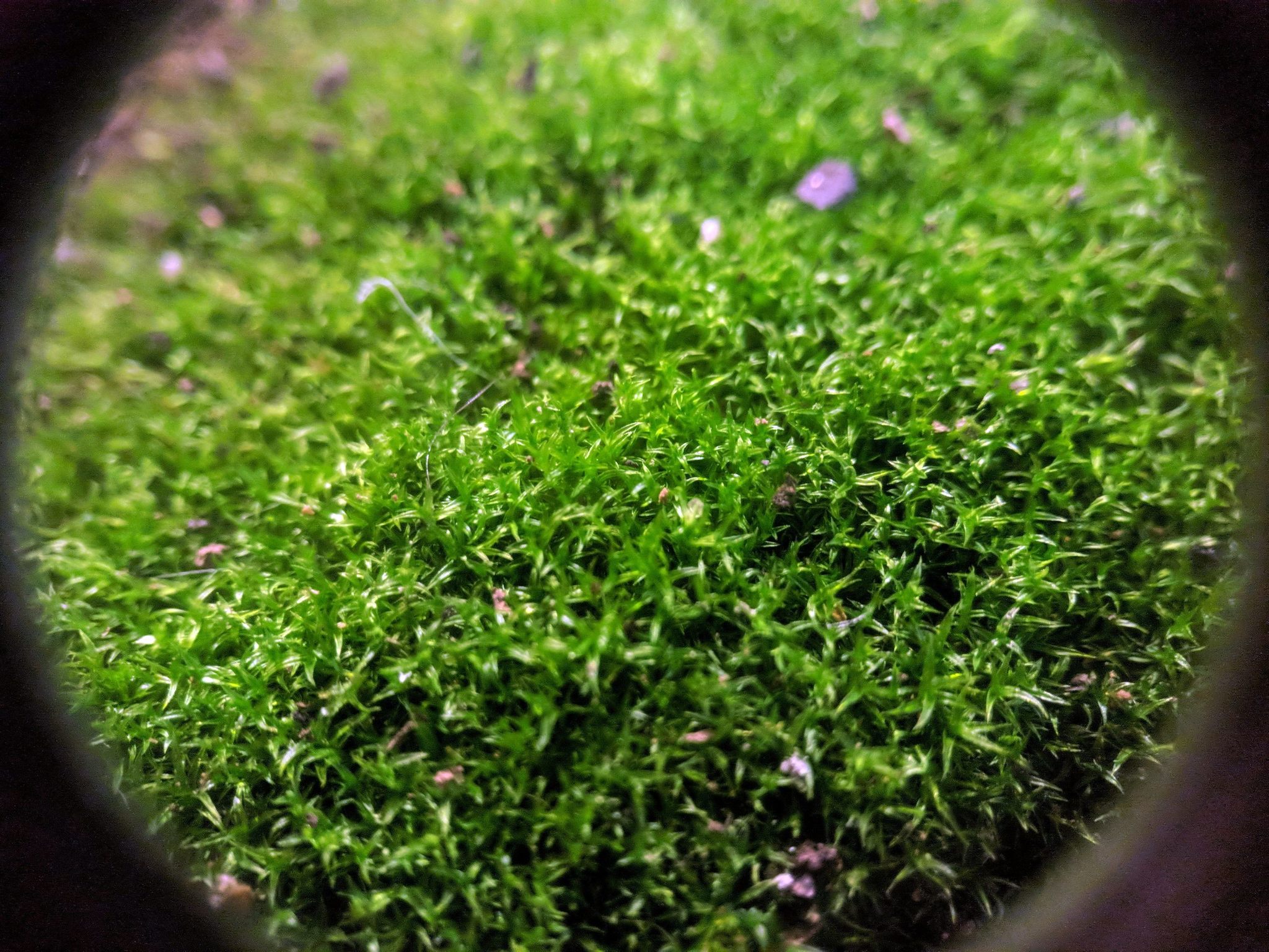 Growing outdoor moss indoors - My, Moss, Unusual, Biology, Live, Greenery, Nature, Botany, Longpost