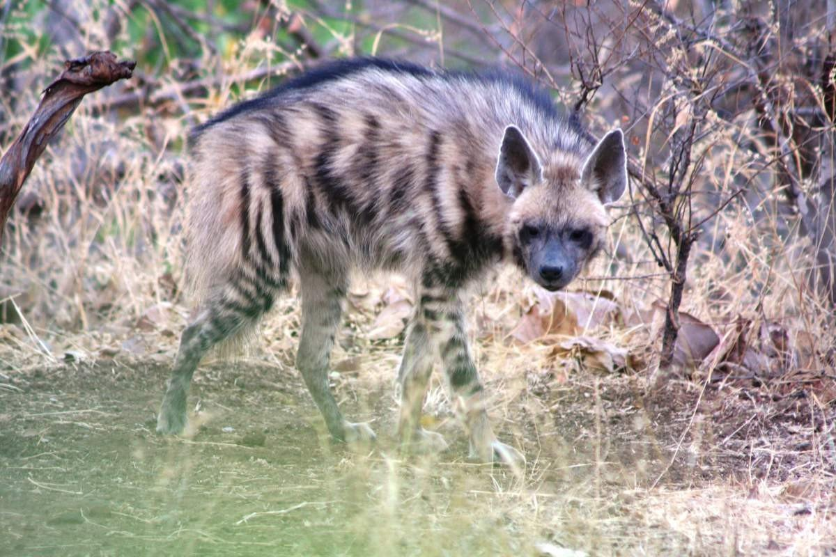 Among the animals that were included in the Red Book of the Russian Federation for the first time is the striped hyena! - Hyena, Striped hyena, Red Book, Russia, Dagestan, Wild animals, Caucasus, wildlife, Animals