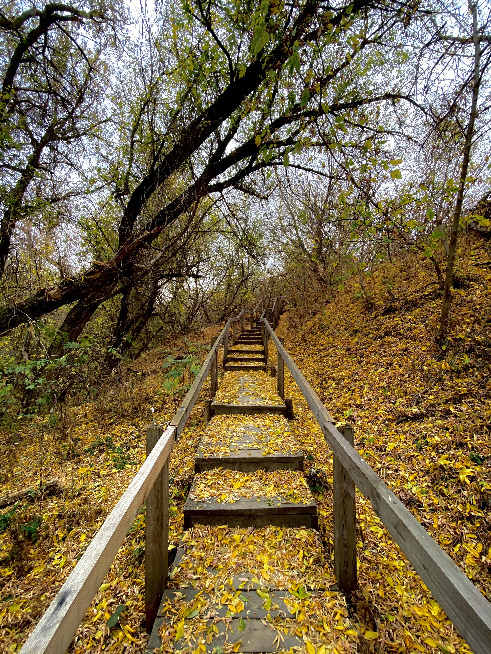 Golden staircase - My, Autumn, Leaves, Tree, Stairs, Nature, The photo, Autumn leaves