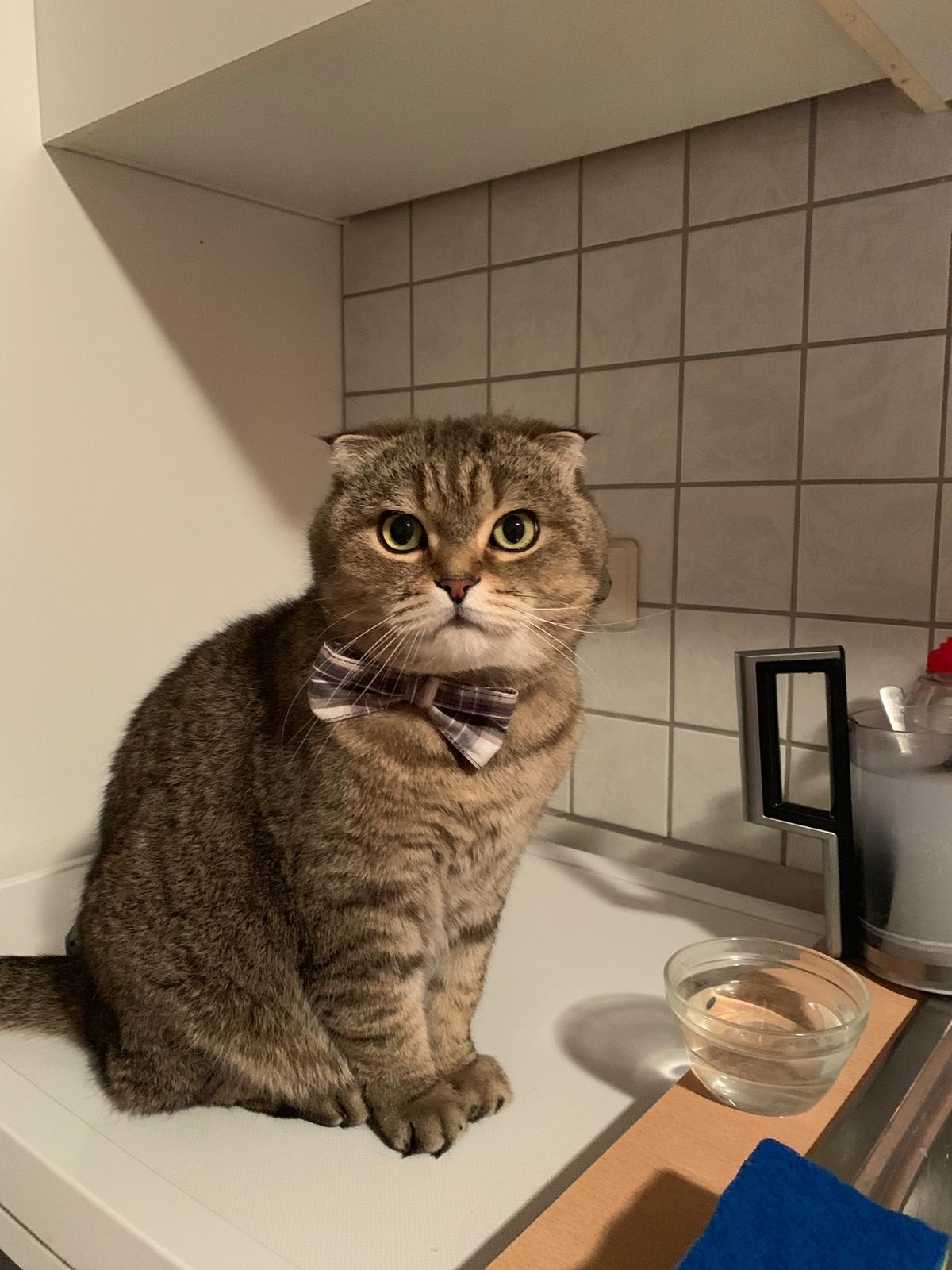 Котопривет:) | Пикабу