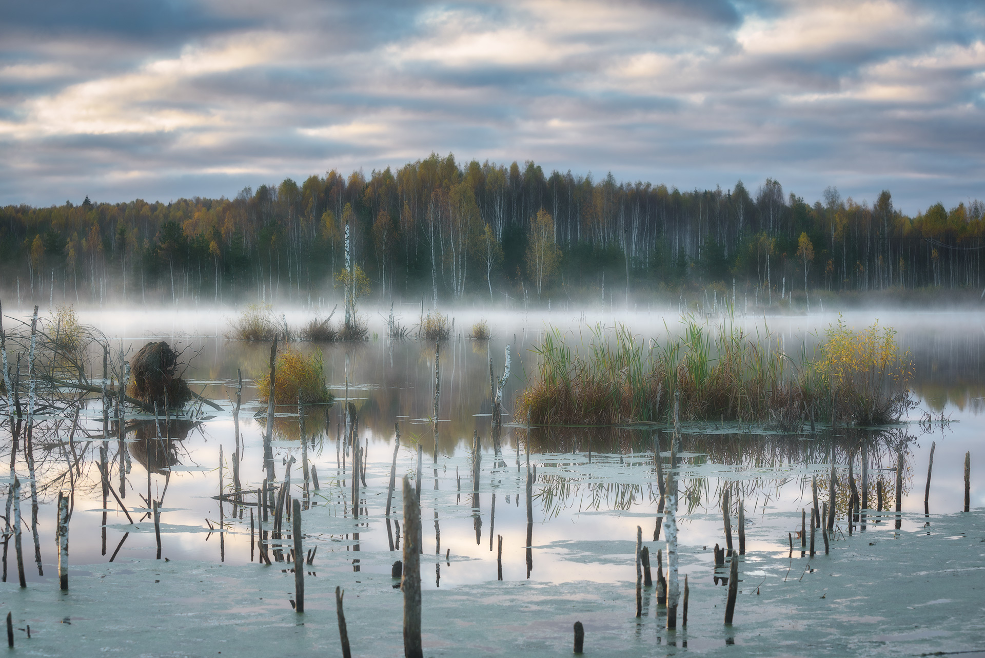 Dawn on your favorite swamp - The photo, Landscape, Fog, dawn, Swamp, Nikon D750, Longpost