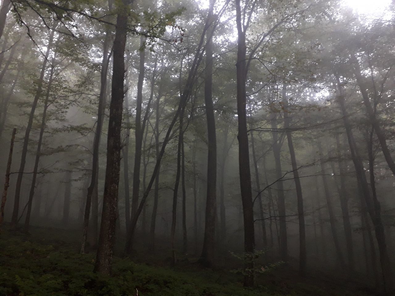 Dark Forest - My, Nature, Forest, Fog, Walk in the woods, The photo, Longpost