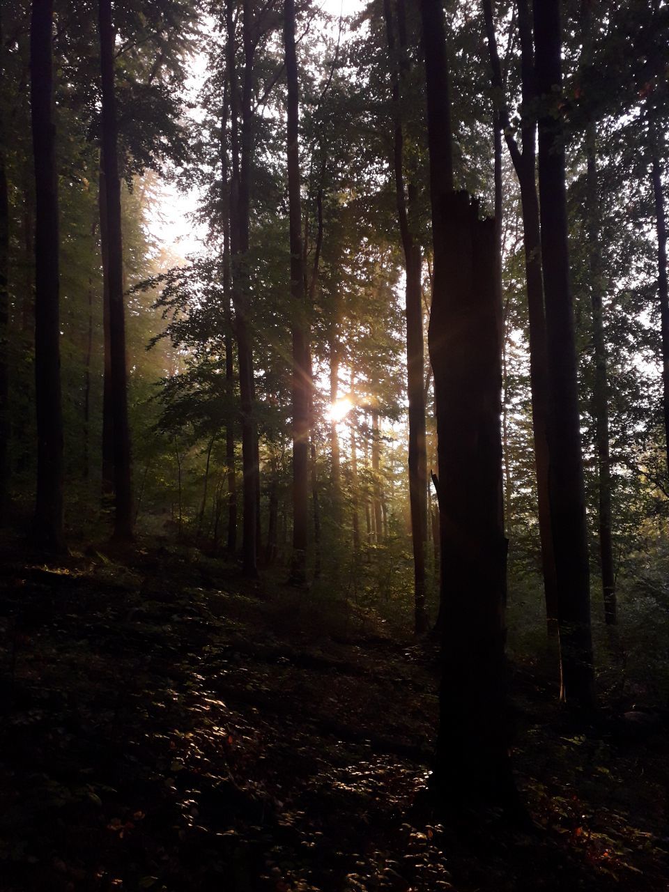 Dark Forest - My, Nature, Forest, Fog, Walk in the woods, The photo, Longpost