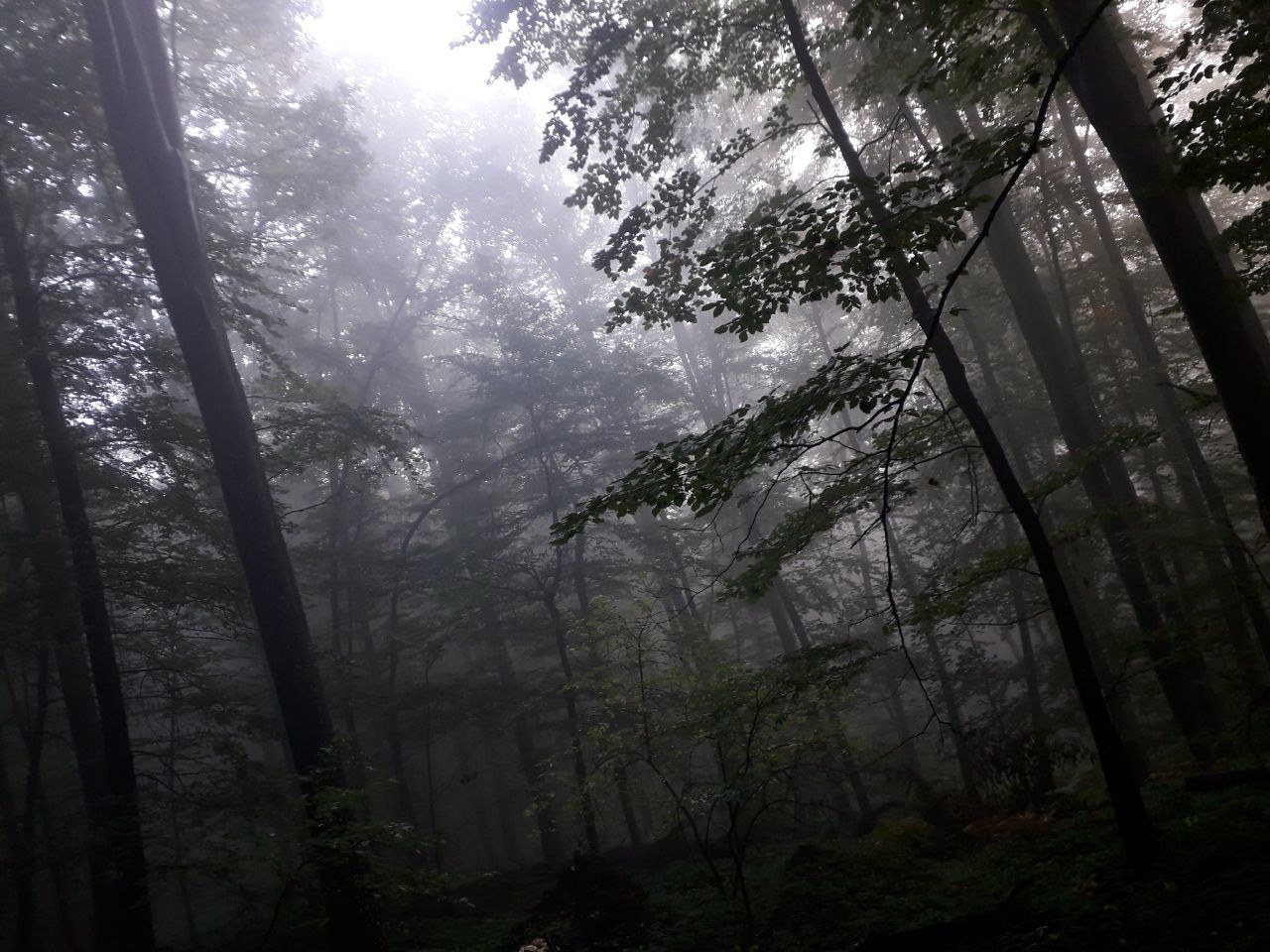 Dark Forest - My, Nature, Forest, Fog, Walk in the woods, The photo, Longpost