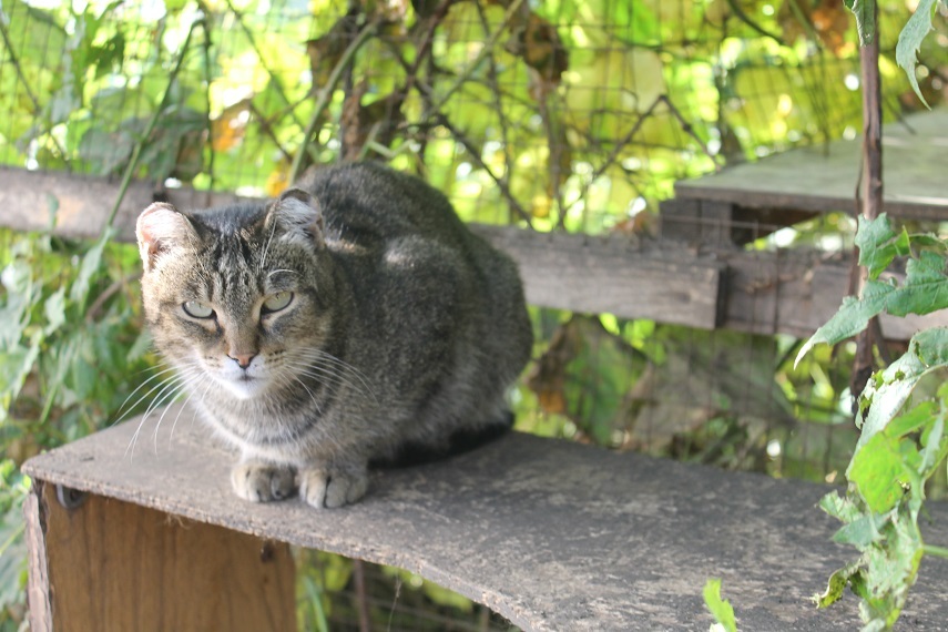 Life at the Kotoland home shelter 254 - My, cat, Shelter, Lipetsk, Kindness, Help, Shelter Cotoland, In good hands, Longpost