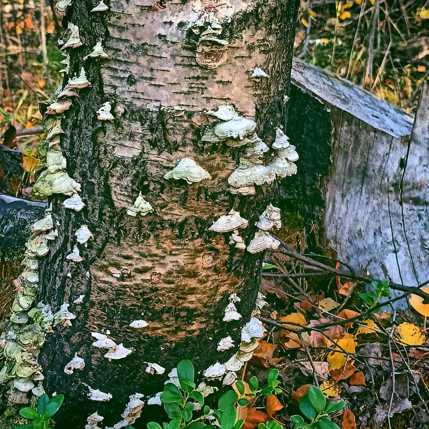 Mushroom post. Dedicated to the past season - My, Mushrooms, Stump, Forest, Chaga, Toadstool, Longpost, The photo