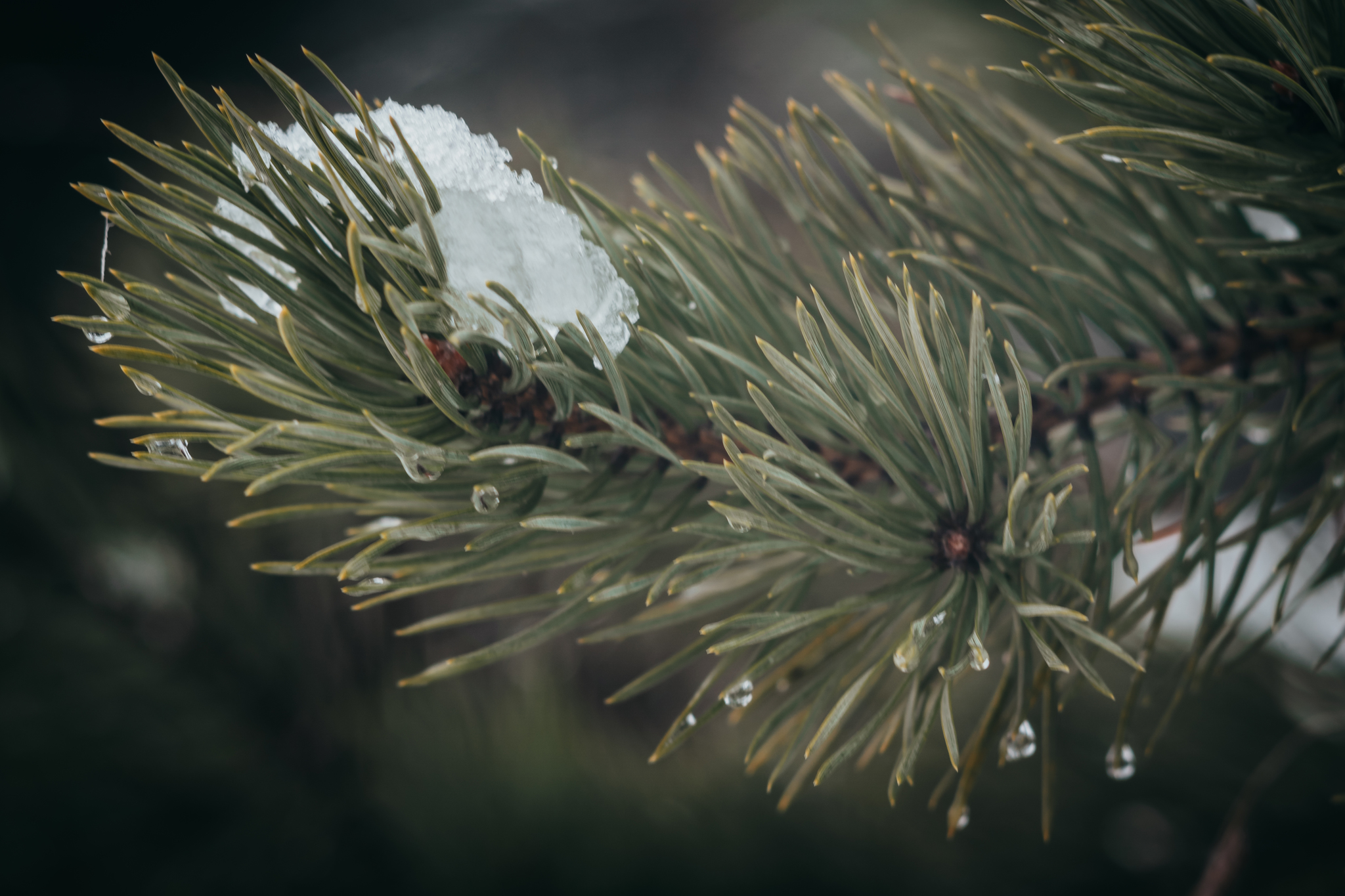 First snow - My, Snow, Ural, Forest, The photo, Nature, Squirrel, Longpost