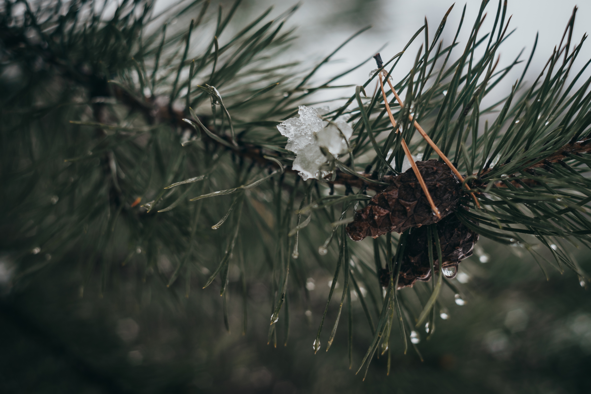 First snow - My, Snow, Ural, Forest, The photo, Nature, Squirrel, Longpost