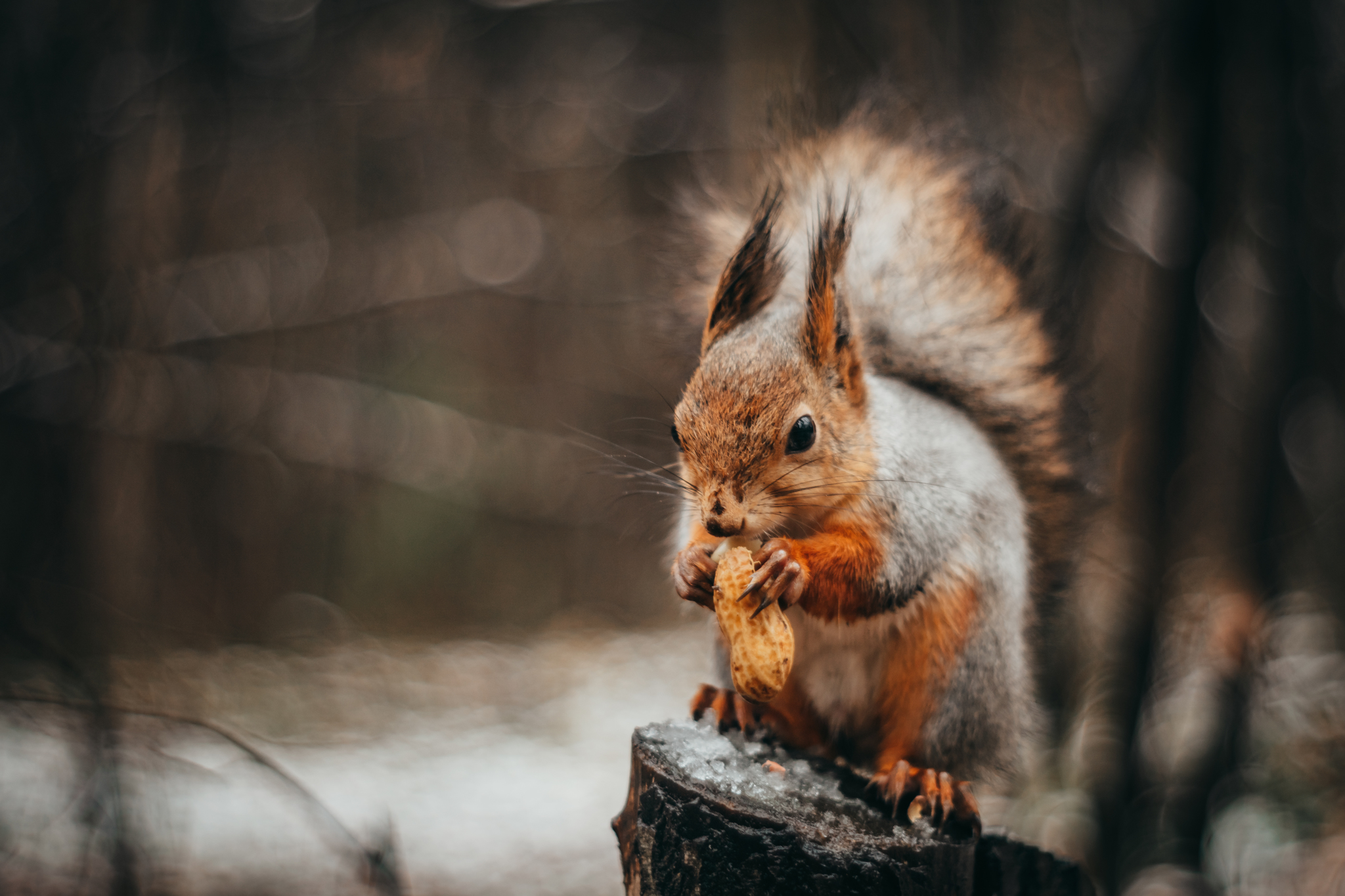 First snow - My, Snow, Ural, Forest, The photo, Nature, Squirrel, Longpost