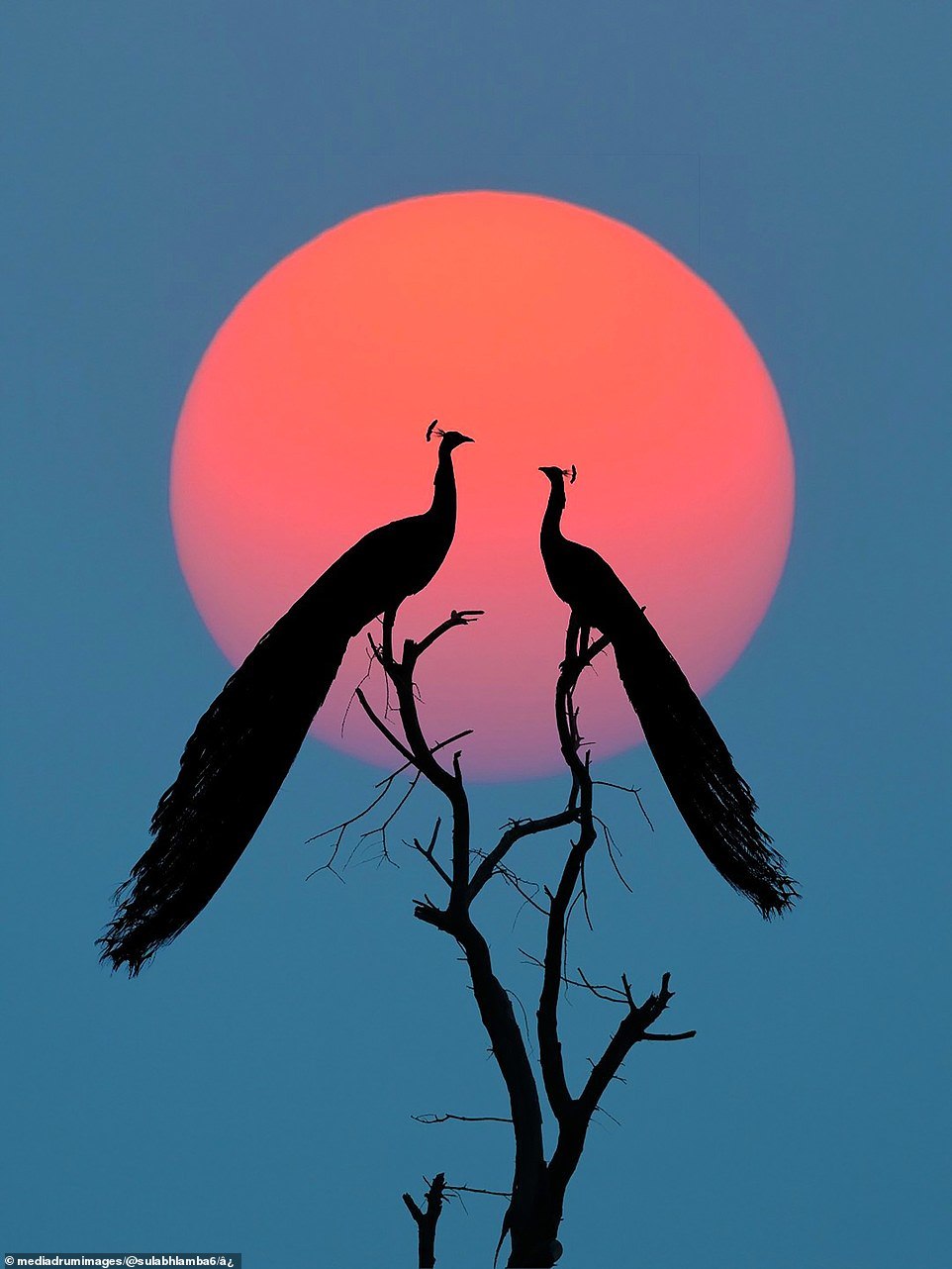 21-year-old Sulabh Lamba from Rewari, India, created a series of impressive photographs against the backdrop of a sunset. - The photo, Sunset, Longpost, The sun