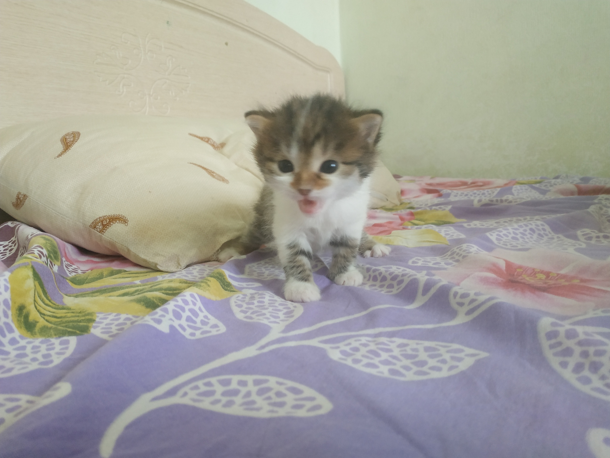 I'll give away 3 cute hairballs - My, I will give, Urgently, In good hands, Kittens, Best friend, Family, No rating, Dog, Yakutsk, Longpost, cat