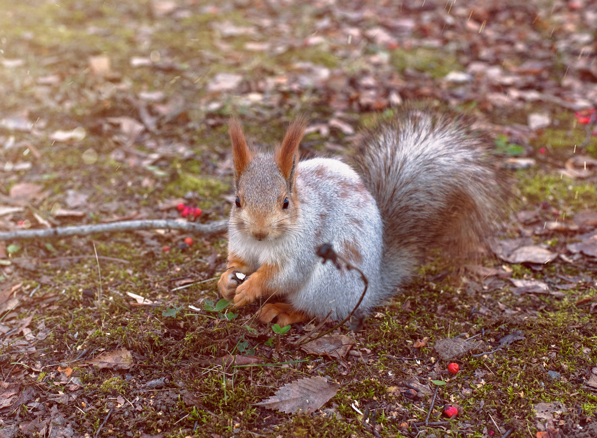 Squirrels - My, Squirrel, Ngpu, Novosibirsk, Video, Longpost