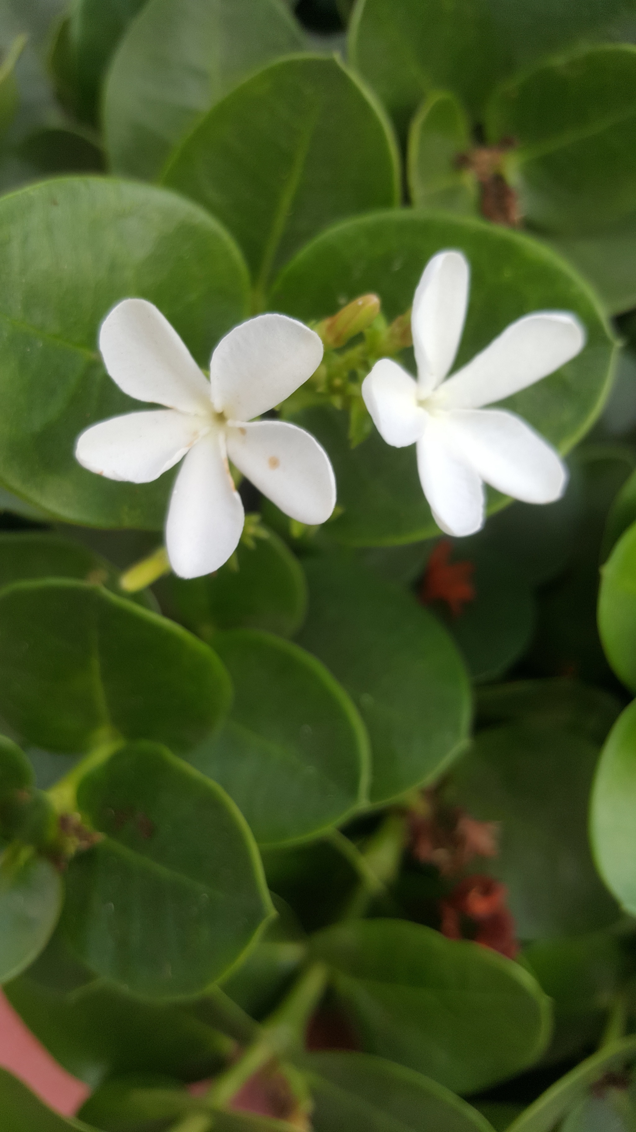 Carissa you are my carissa - My, Longpost, Nature, Plants, Flowers, Фрукты, Bushes, Near East, Israel