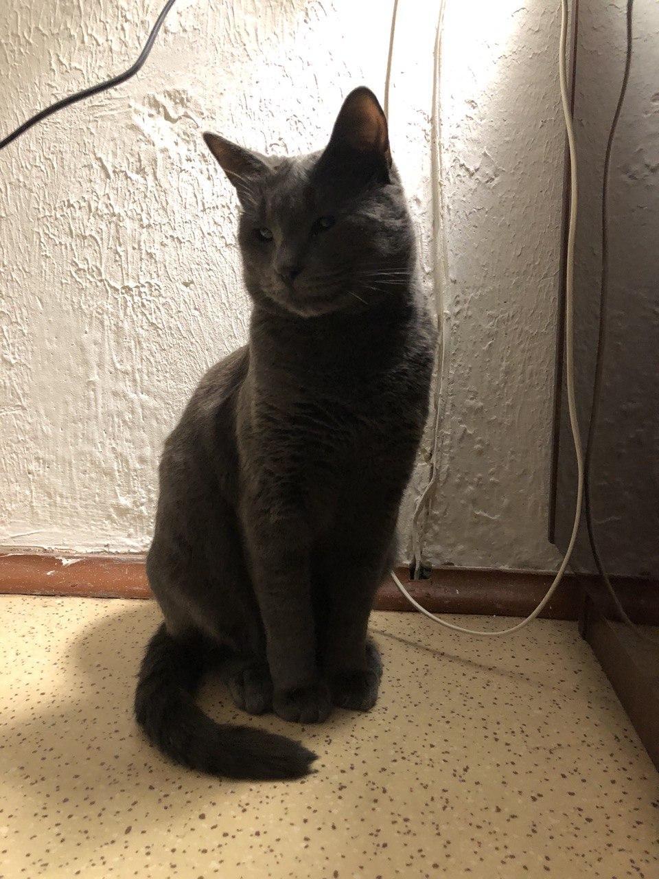 Gray cat Marsik is looking for a home. Moscow - In good hands, Moscow, cat, Russian blue, No rating, Help, Longpost