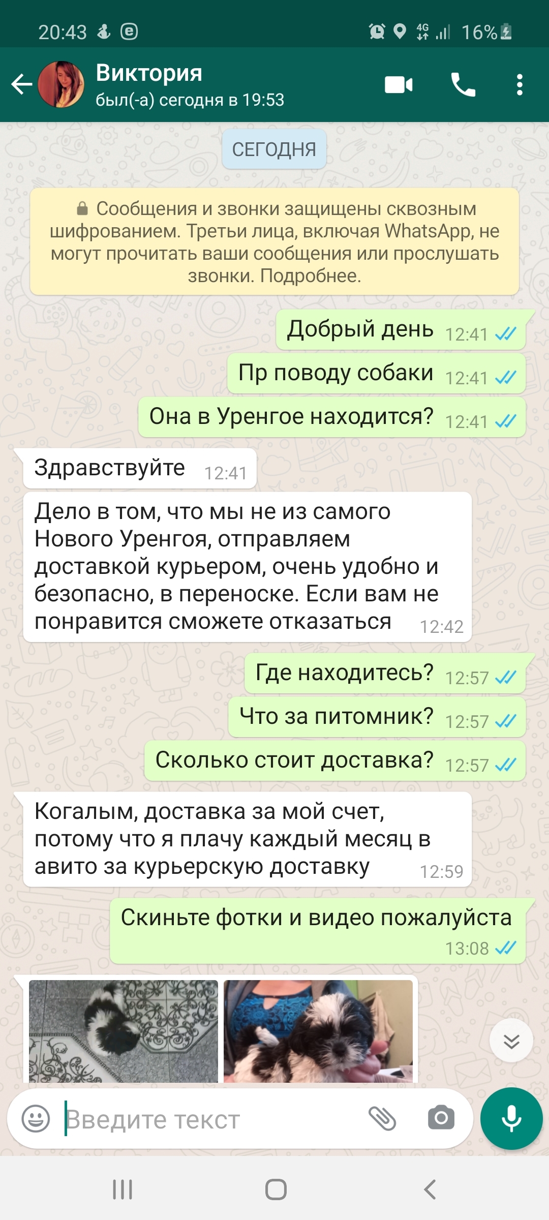 Как я на Авито пытался собаку купить - Моё, Мошенничество, Интернет-Мошенники, Авито, Объявление на авито, Собака, Длиннопост, Негатив, Переписка, Скриншот