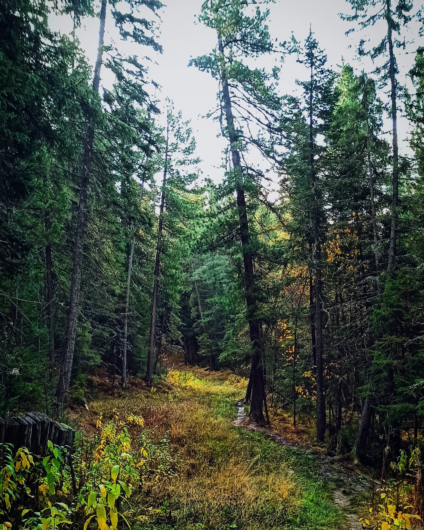 Autumn walks 4 - My, Mobile photography, Khanty-Mansiysk, Autumn, Mammoth, Longpost, The photo