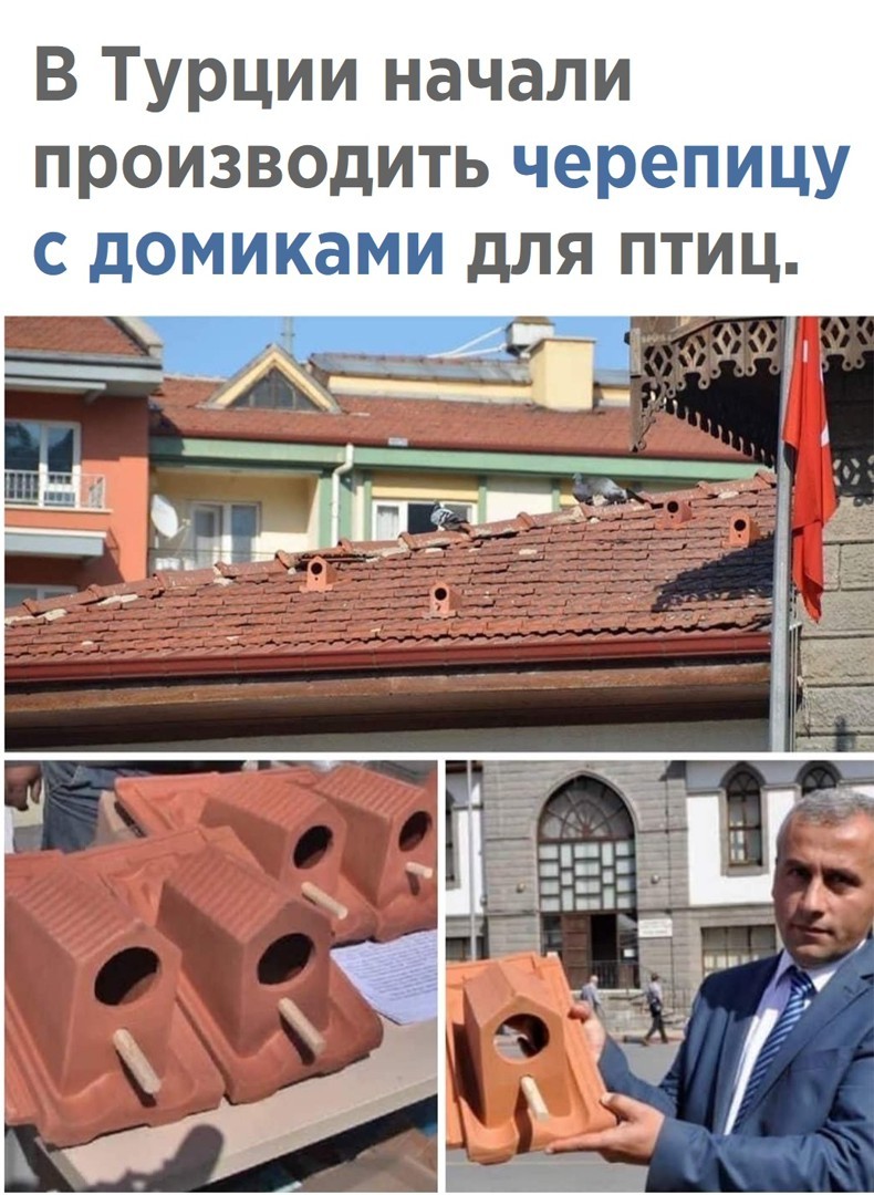 What do you think of the idea? - Turkey, Roof, Birds