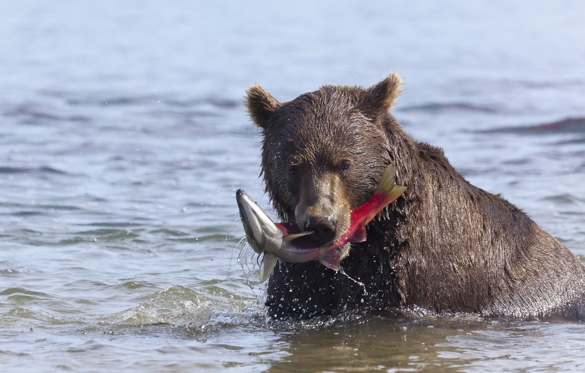 Caught a fish! Bigger and bigger) - The Bears, Brown bears, Wild animals, Sockeye salmon, Kamchatka, Reserves and sanctuaries, Kuril lake, The national geographic