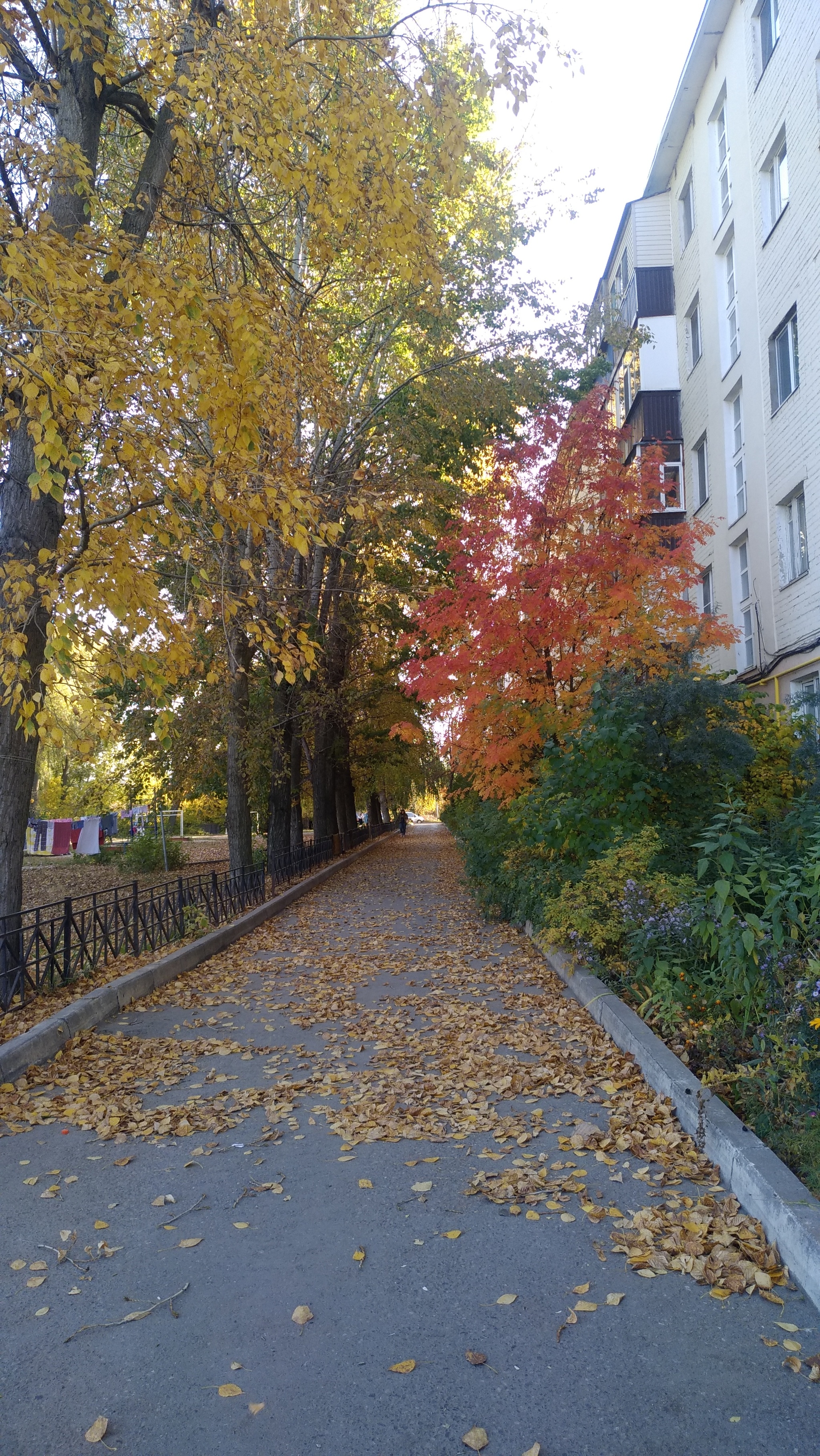 Autumn in the yard. Kazan - My, Autumn, Flora, Meizu, Longpost