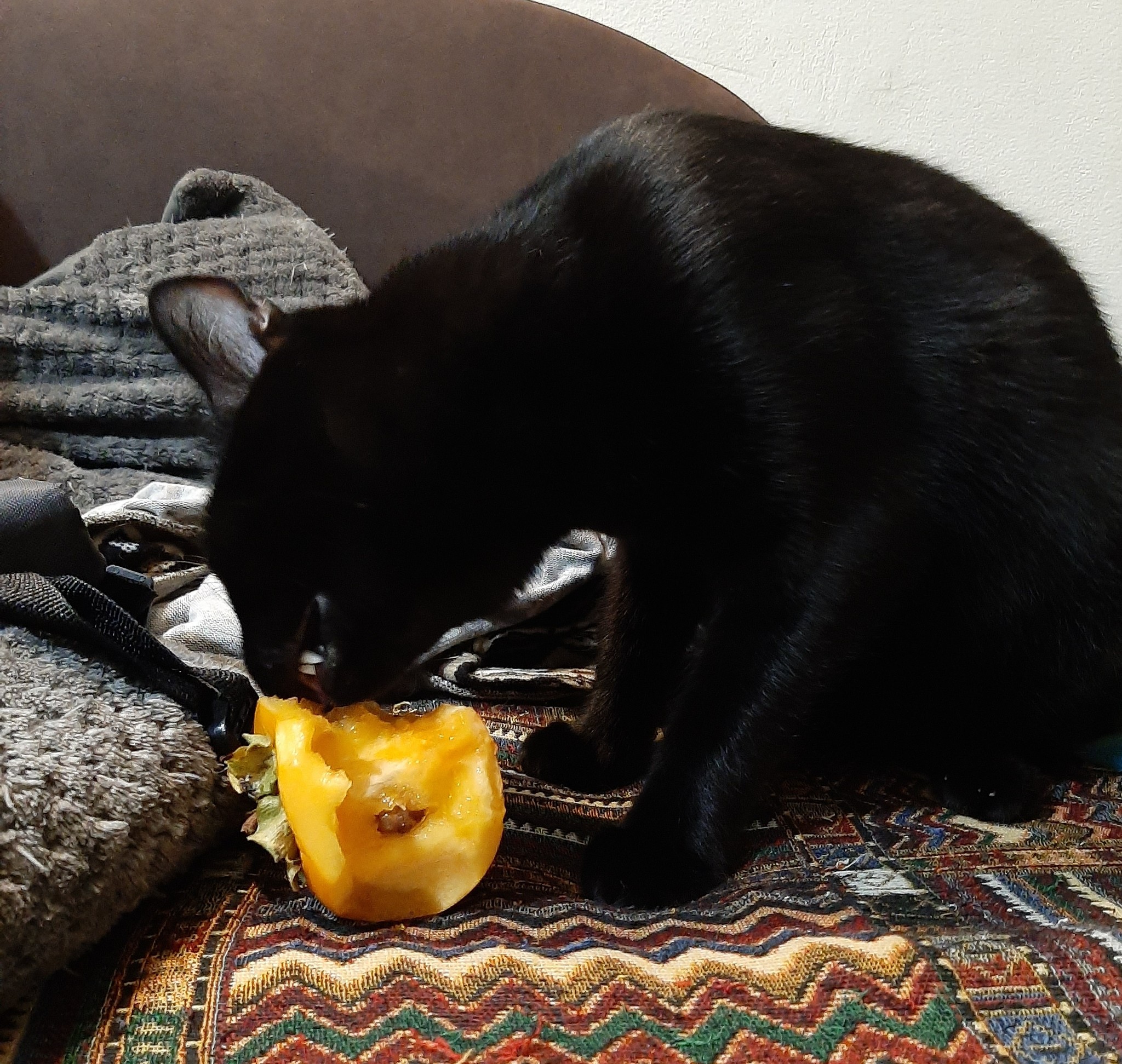 Southern cat - My, cat, Black cat, Persimmon