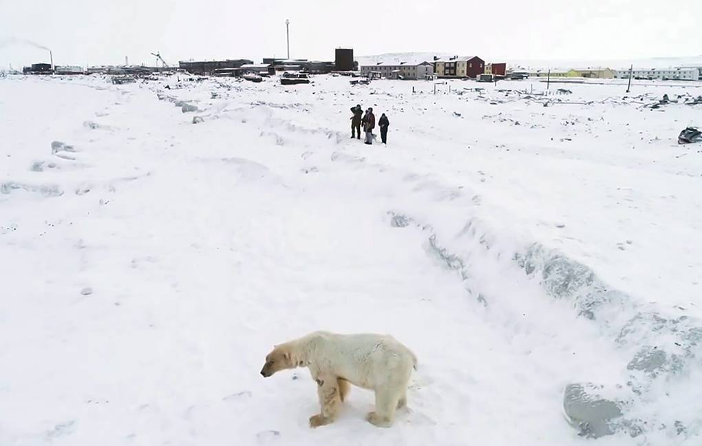 By the sea, by the blue sea... - The Bears, Polar bear, Predator, Wild animals, Global warming, Fight for survival, Arctic, Oddities, Longpost