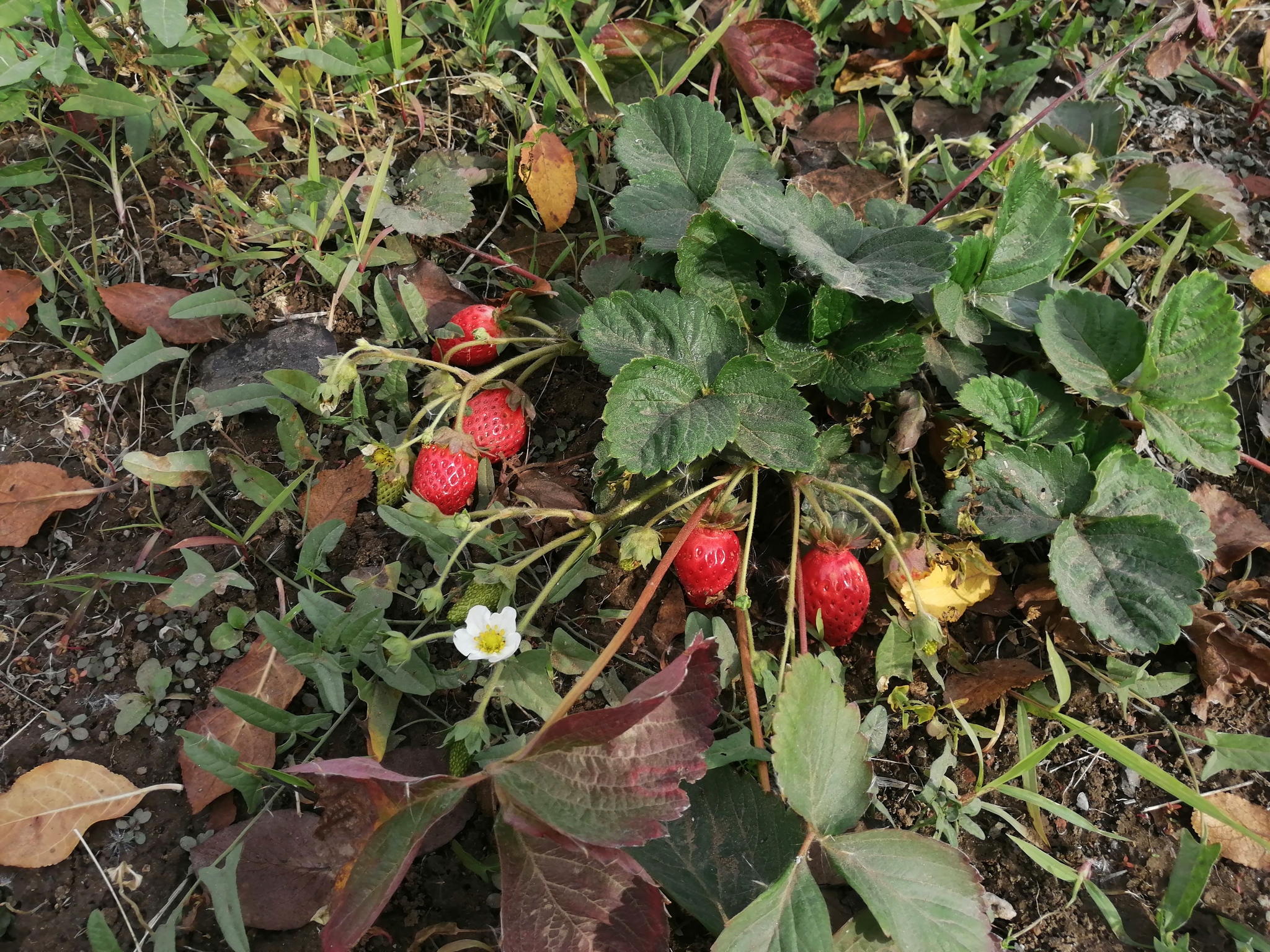 The winter is coming? - Strawberry (plant), Harvest, Private house