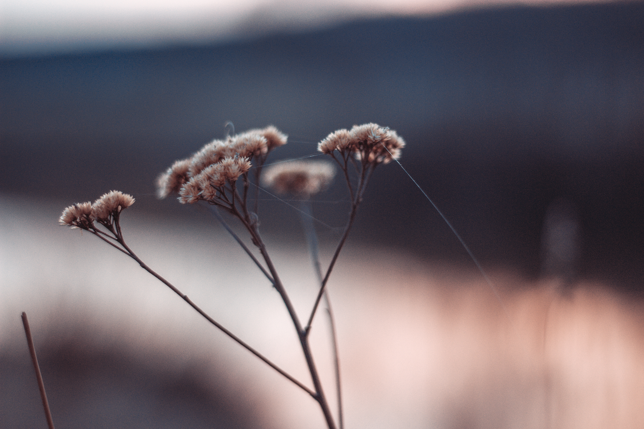 New hobby 2.0 - My, Macro photography, The photo, Its, Canon, Landscape, Beginning photographer, Desktop wallpaper, Photographer, Lightroom, Photoshop, PHOTOSESSION, Bokeh, Nature, Guitar, Insects, Flowers, Autumn, Sunset, Longpost, cat