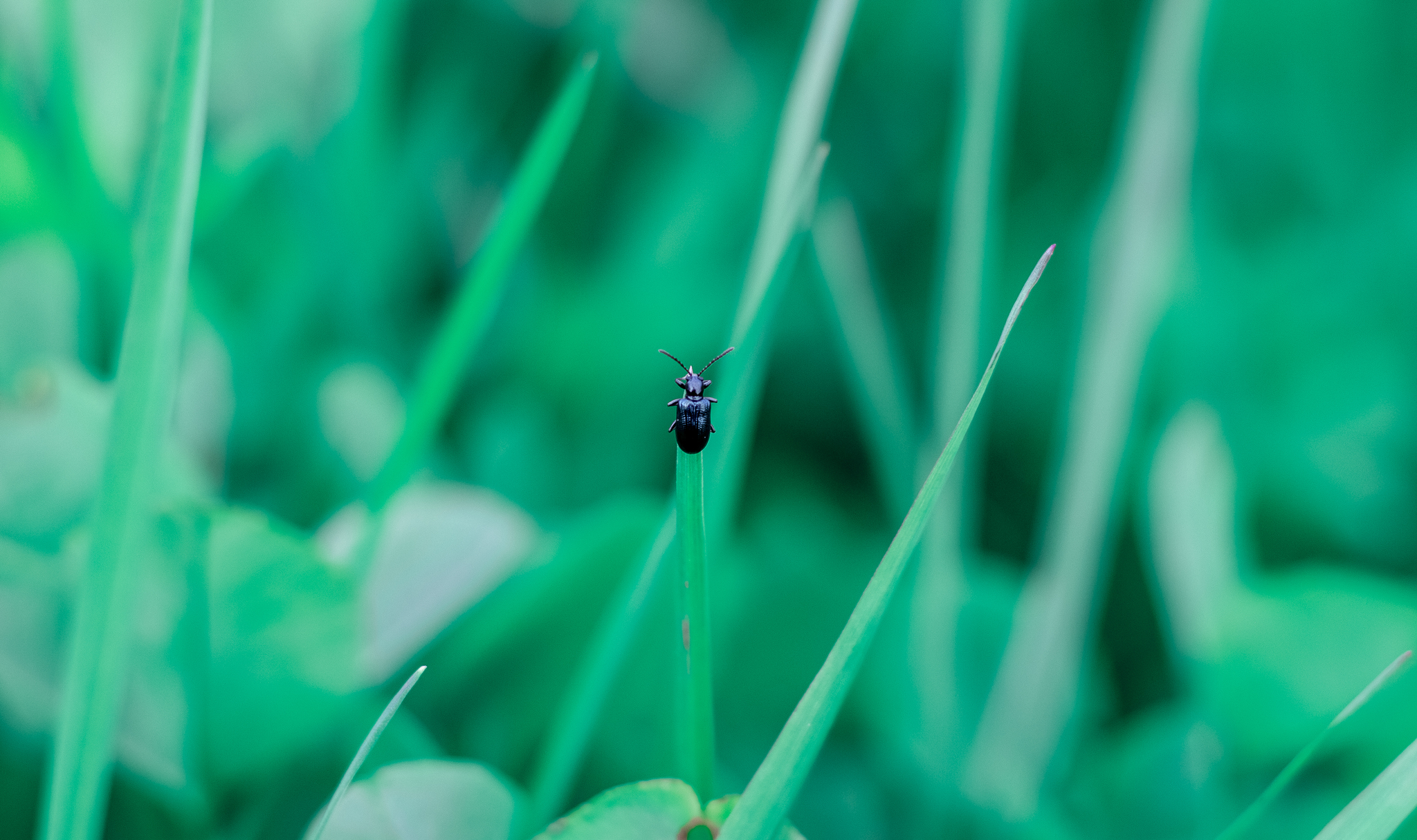 New hobby 2.0 - My, Macro photography, The photo, Its, Canon, Landscape, Beginning photographer, Desktop wallpaper, Photographer, Lightroom, Photoshop, PHOTOSESSION, Bokeh, Nature, Guitar, Insects, Flowers, Autumn, Sunset, Longpost, cat