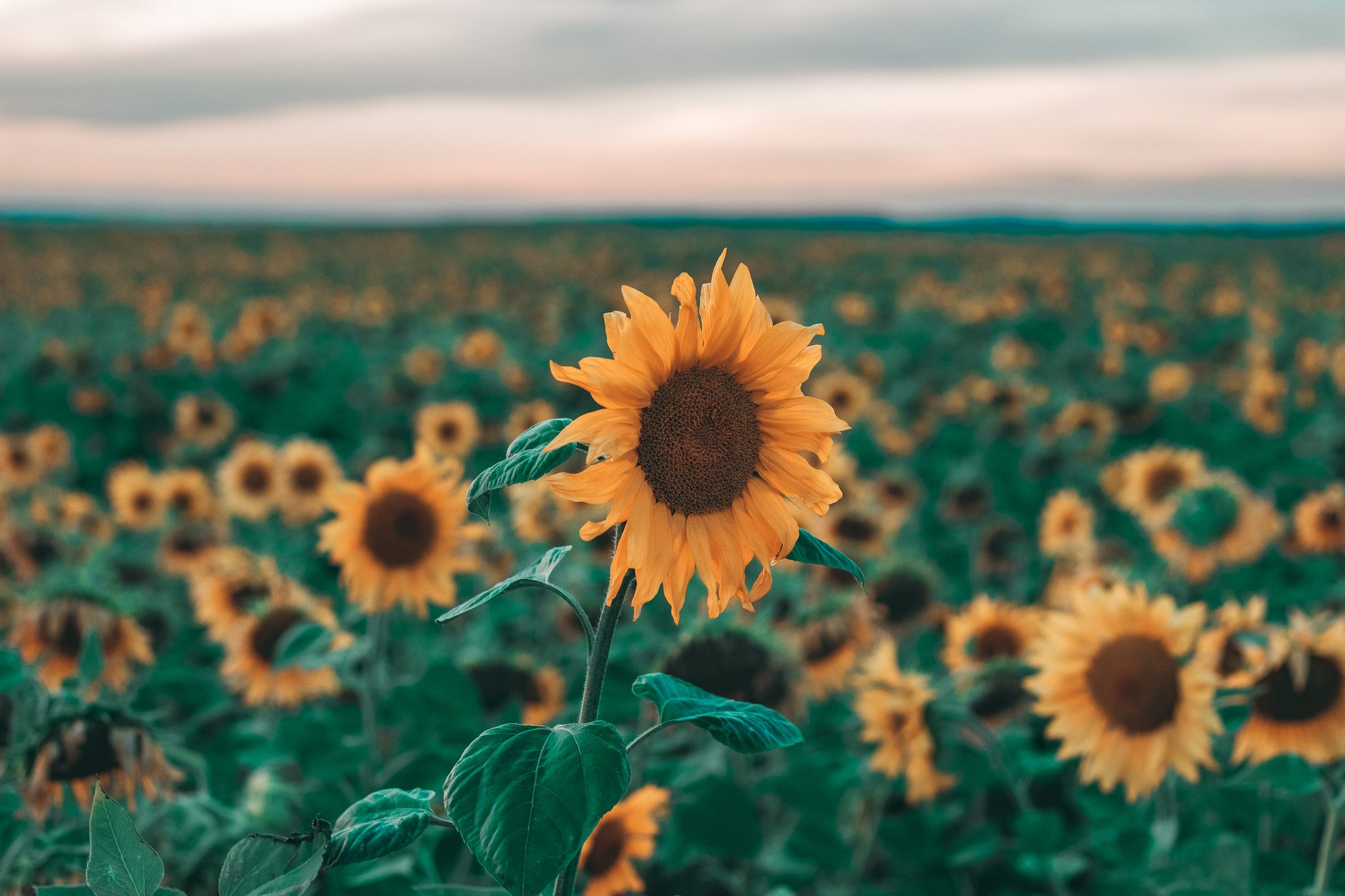 New hobby 2.0 - My, Macro photography, The photo, Its, Canon, Landscape, Beginning photographer, Desktop wallpaper, Photographer, Lightroom, Photoshop, PHOTOSESSION, Bokeh, Nature, Guitar, Insects, Flowers, Autumn, Sunset, Longpost, cat