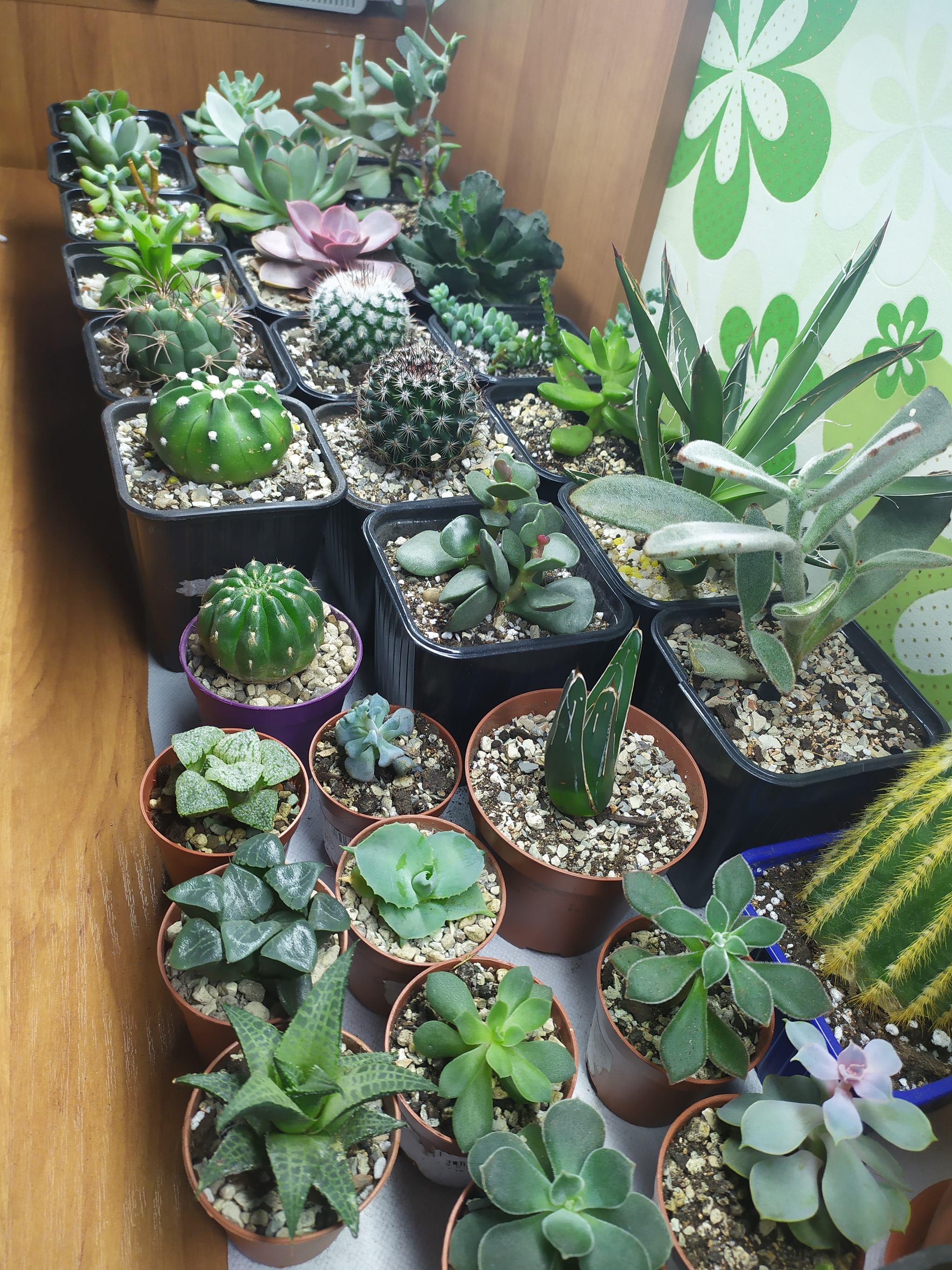 Rearrangement - My, Plants, Houseplants, Succulents, Longpost, Cactus