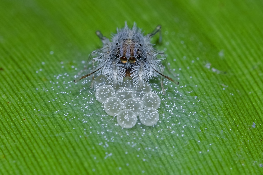 Lloth #29.3(Flip-flap) - Spider, Jumping spider, Young, Milota, Longpost