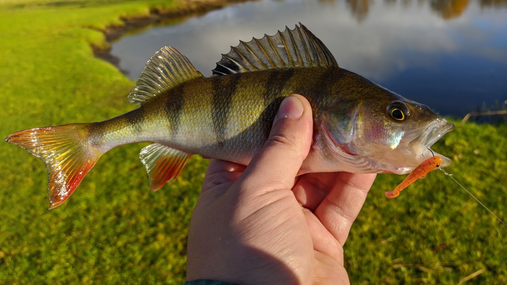 Perches on the outlet - My, Fishing, Perch, Spinning, Longpost